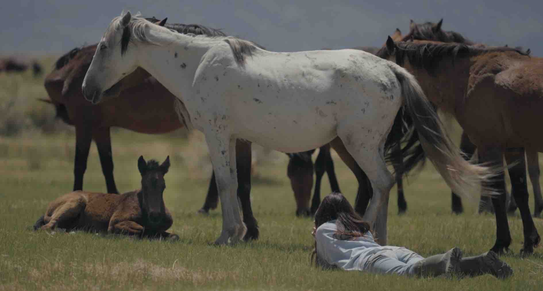 Support the a film about saving wild horses campaign photo, 2 of 8