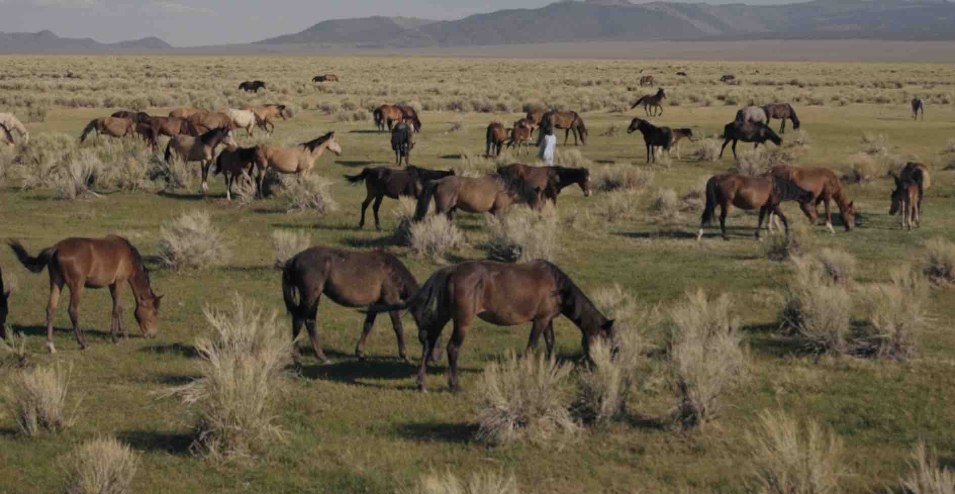 Support the a film about saving wild horses campaign photo, 4 of 8