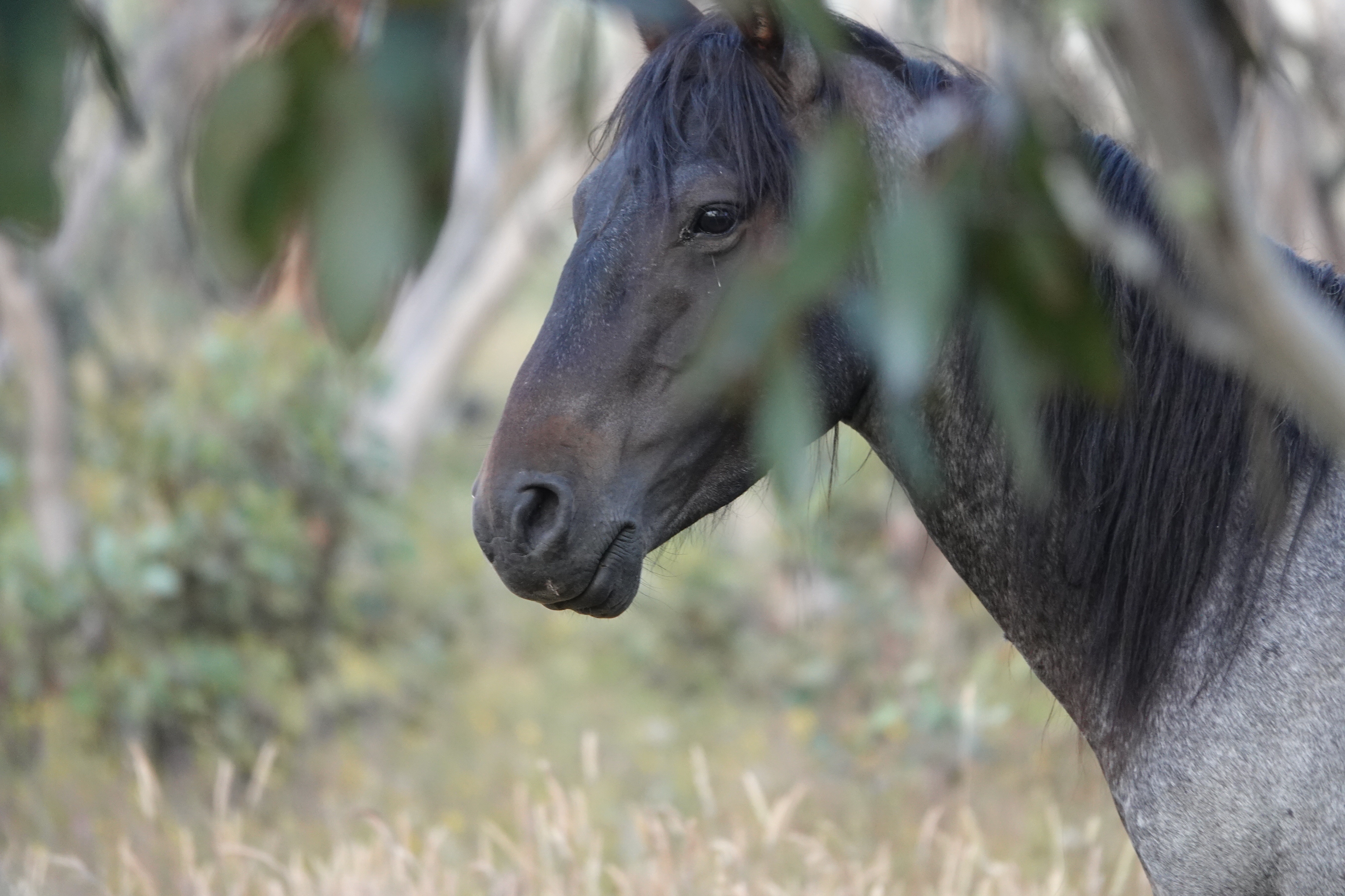Support the a film about saving wild horses campaign photo, 6 of 8