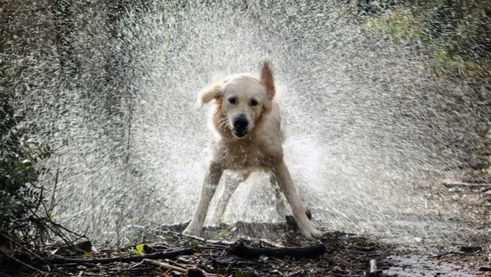 We need a Meet & Greet Cabin for our rescue dogs & visitors photo