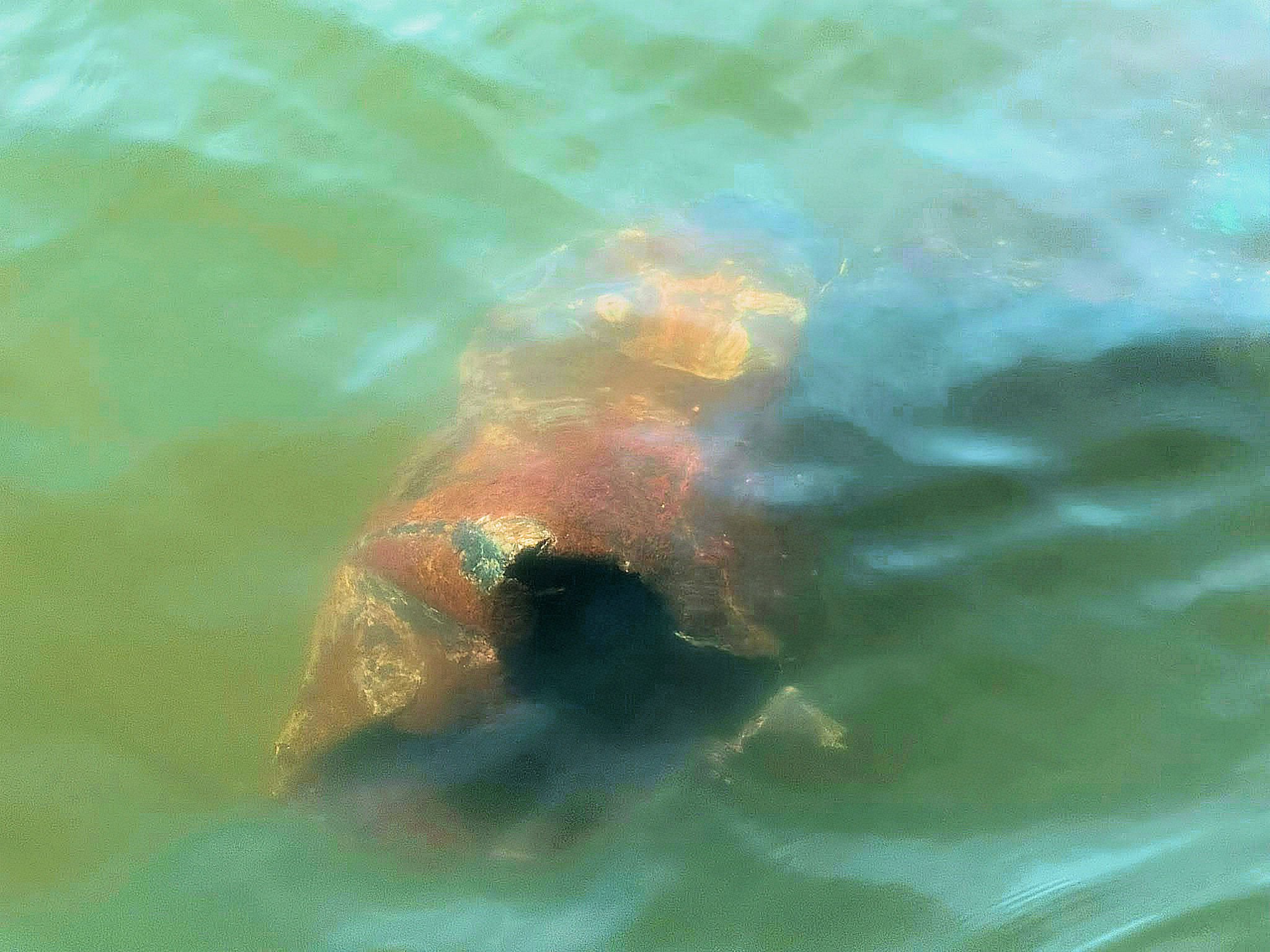 Help Fund Lacey's 2026 Underwater Rescue Mission campaign photo, 2 of 8