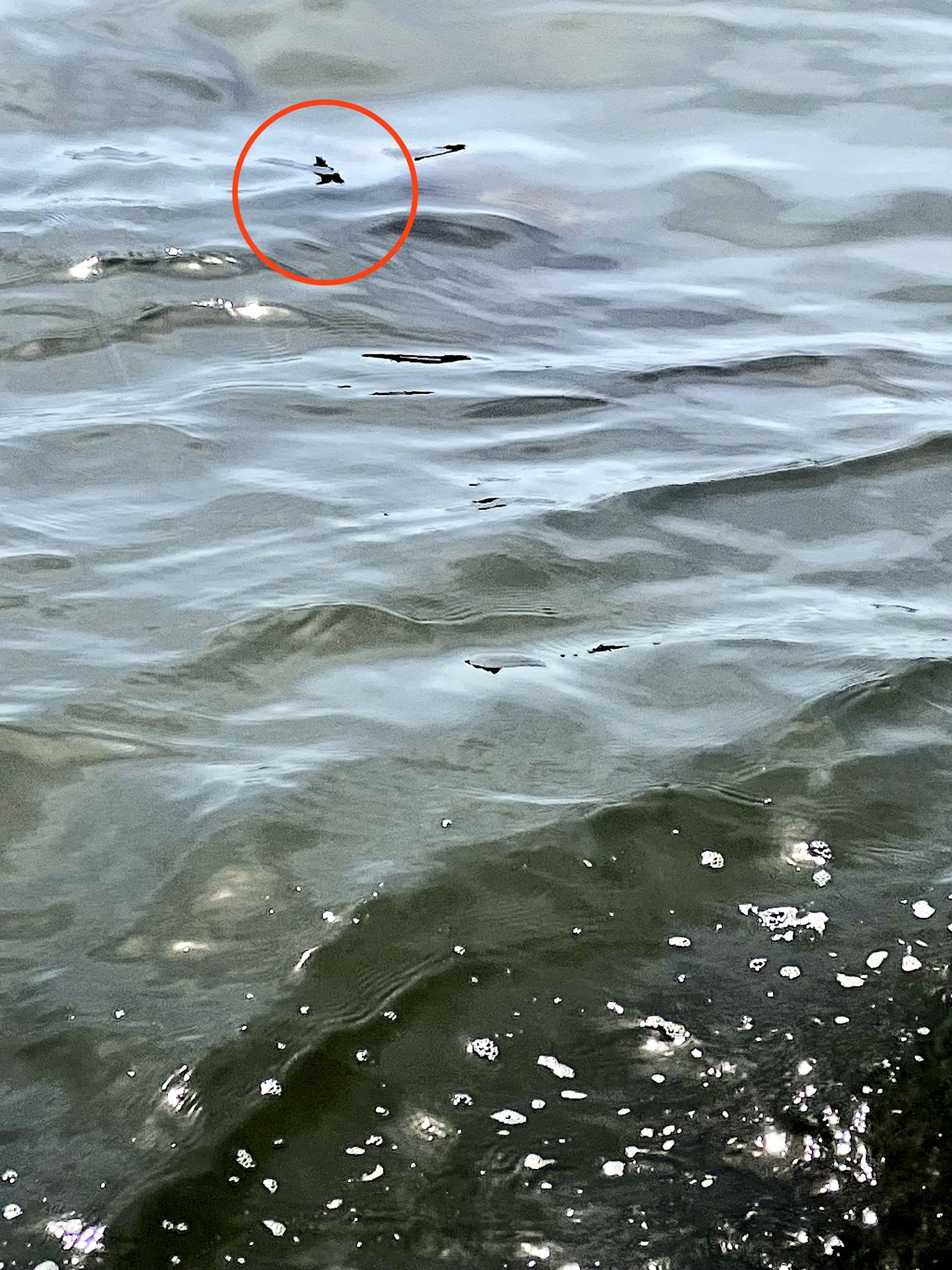 Help Fund Lacey's 2026 Underwater Rescue Mission campaign photo, 4 of 8