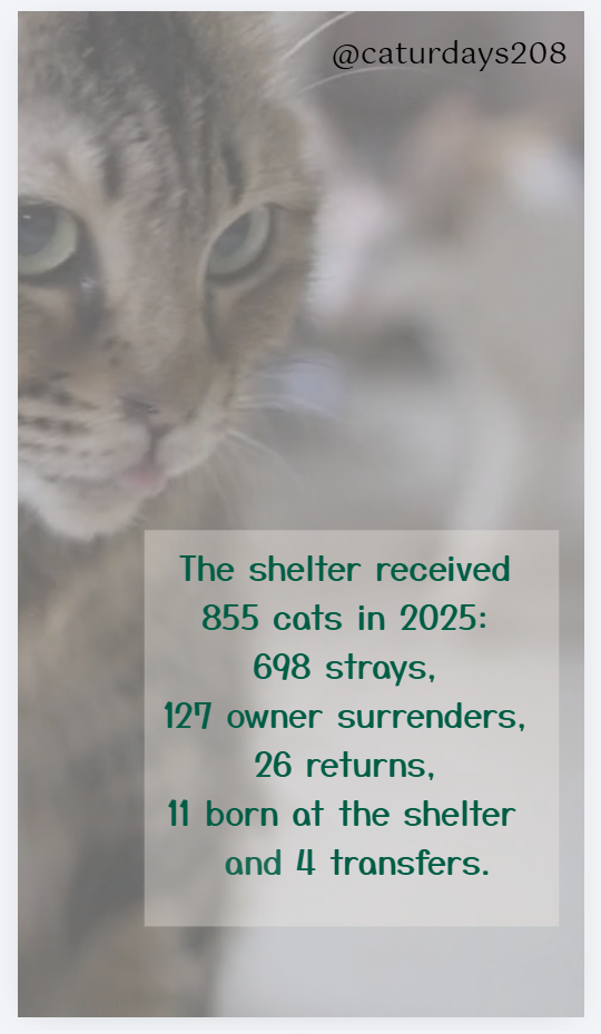 Help Launch Caturdays208 Cat Cafe campaign photo, 4 of 8