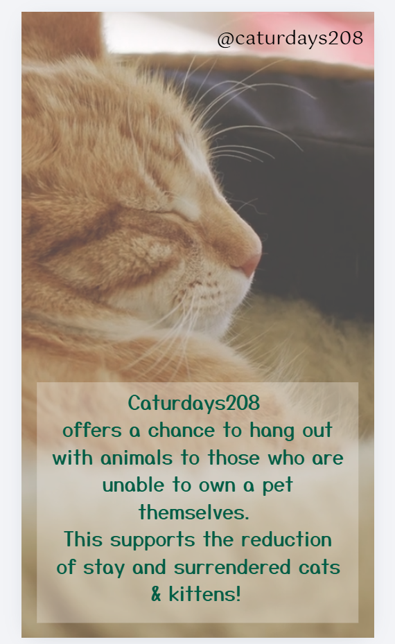 Help Launch Caturdays208 Cat Cafe campaign photo, 6 of 8