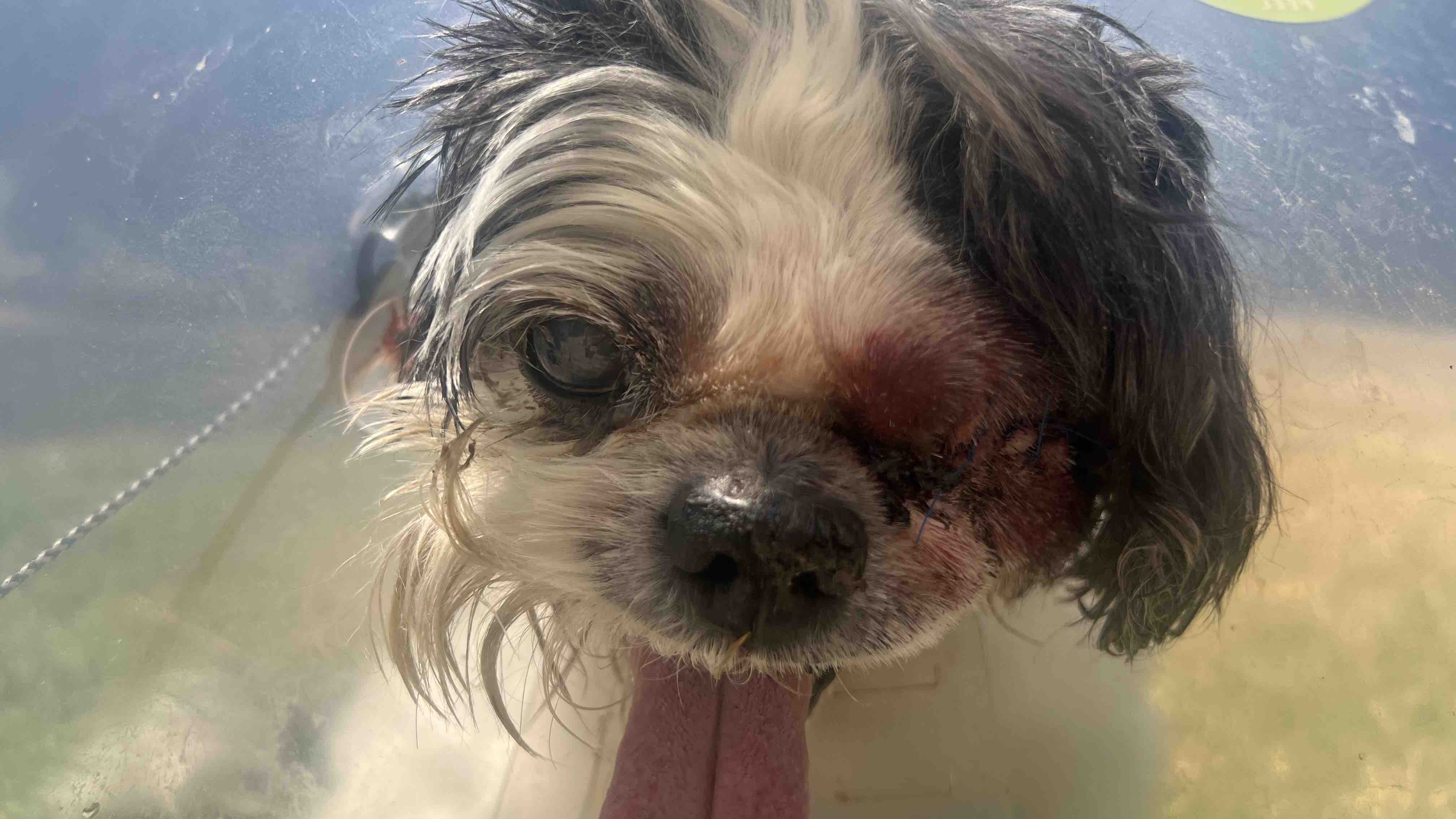 Help Cupid Recover from emergency eye removal photo
