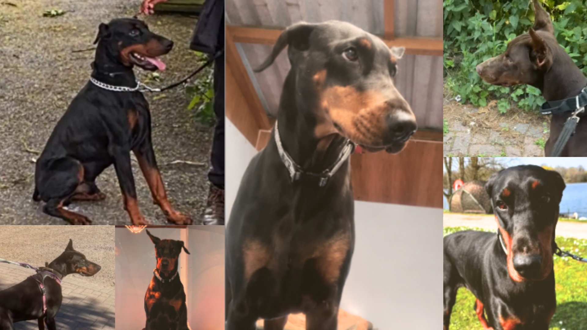 Help Save Rescue Dogs From Being Euthanised campaign photo, 5 of 6