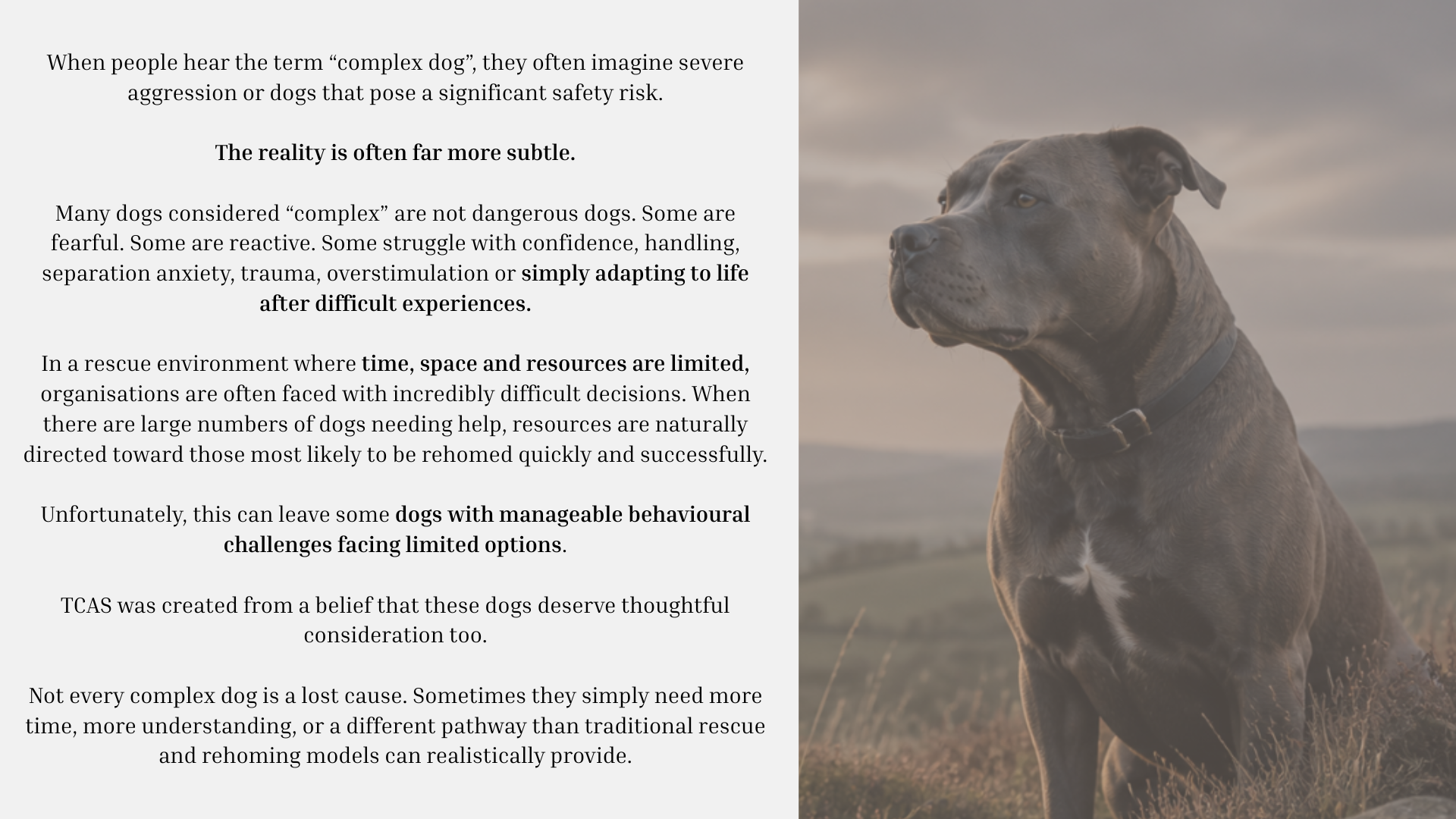 Help Save Rescue Dogs From Being Euthanised campaign photo, 2 of 6