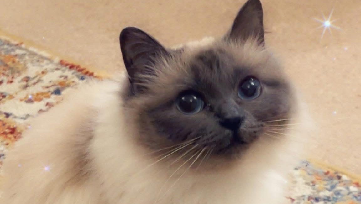 Help get Tabis cat Lilly Cremated photo