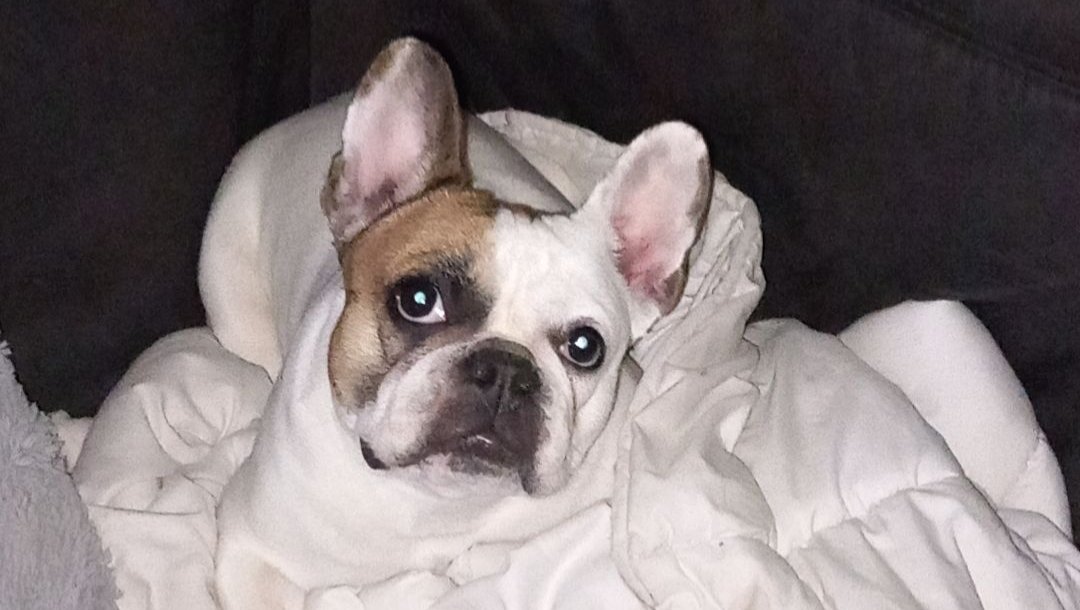 Hilfe für unsere Bulldogge mit Tumor am Bein photo