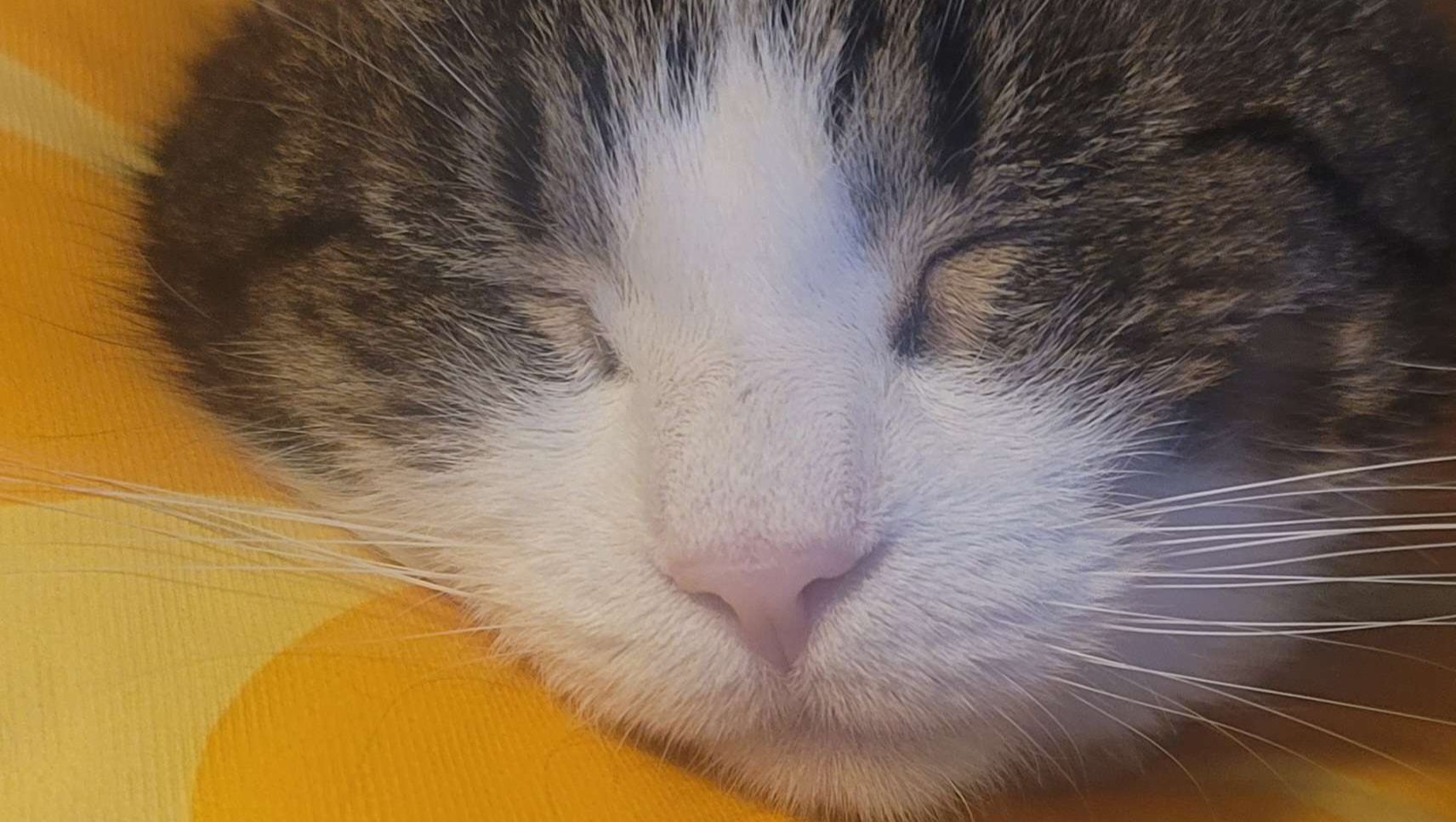 Help Blanco and Charlie's Medical Costs photo