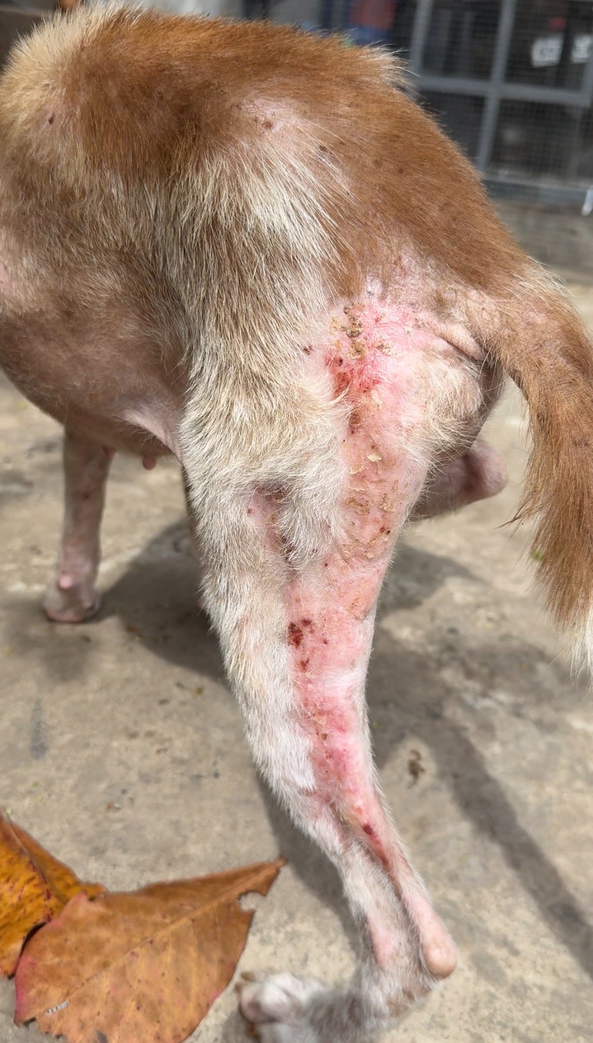 Help us rescue stray dogs from the Philippines campaign photo, 7 of 8