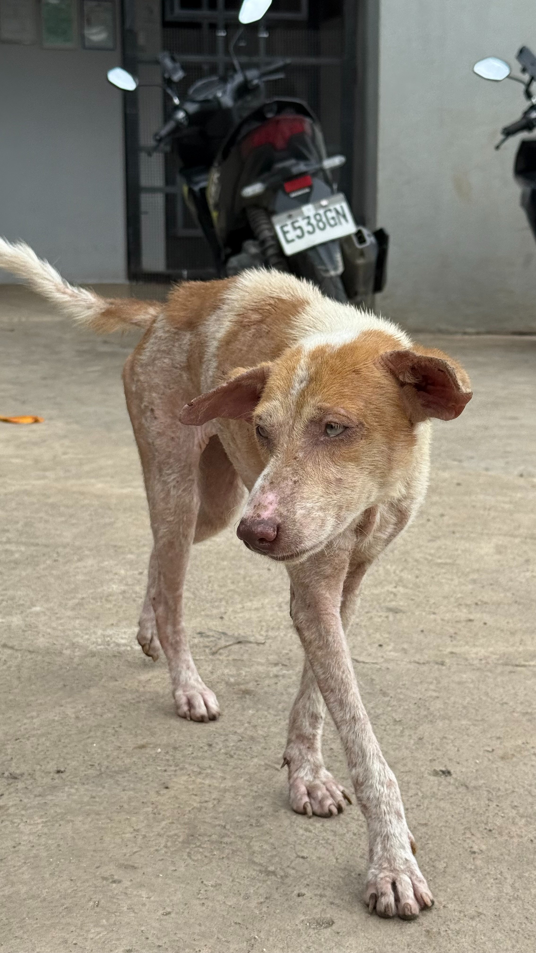 Help us rescue stray dogs from the Philippines campaign photo, 2 of 8