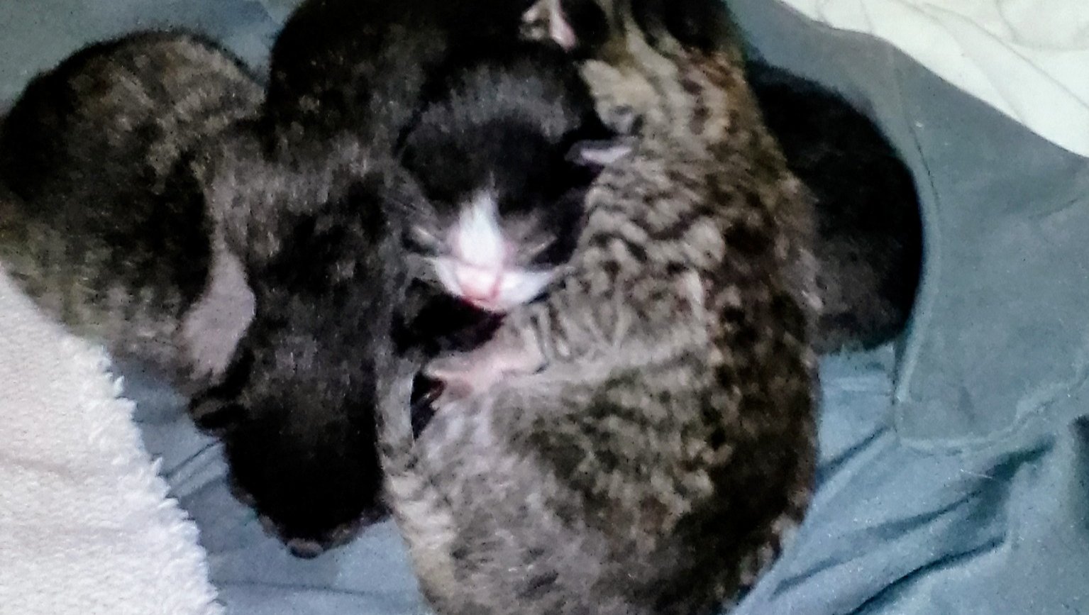 Donate to Save and Care for Stray Cats photo