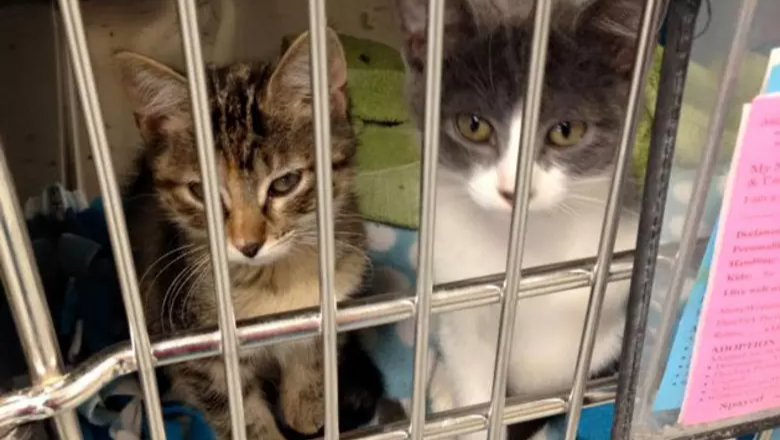 Donate to Restock Sioux Falls Humane Society photo