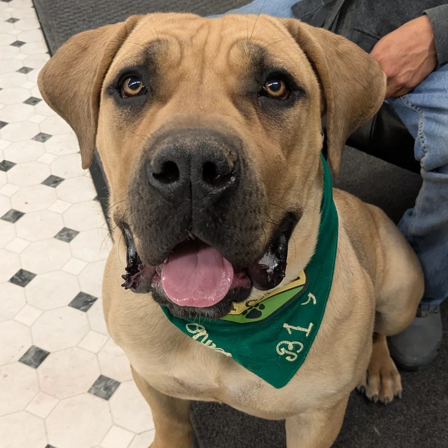 Help Bring Pet CPR First Aid Classes to the San Luis Valley! campaign photo, 2 of 7
