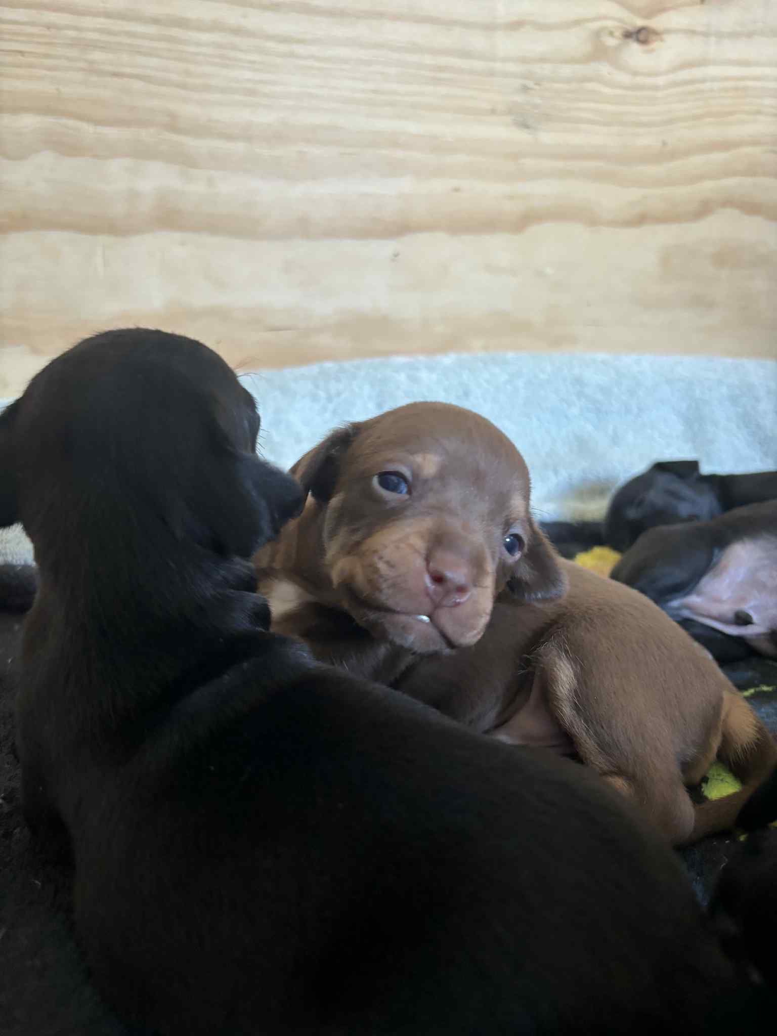 Support Pawprint Sanctuary’s Rescue Efforts campaign photo, 4 of 5