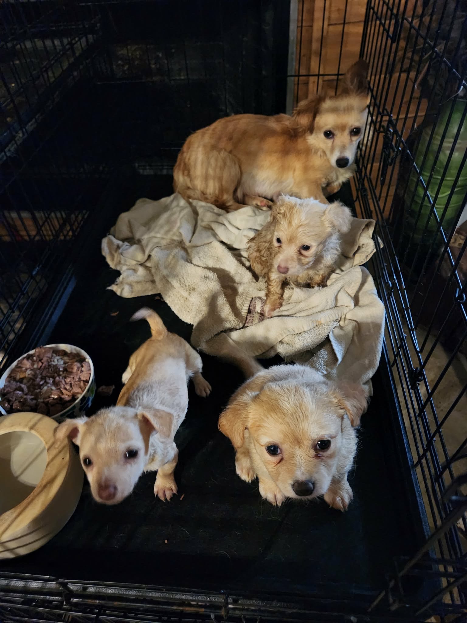 Support Pawprint Sanctuary’s Rescue Efforts campaign photo, 2 of 5