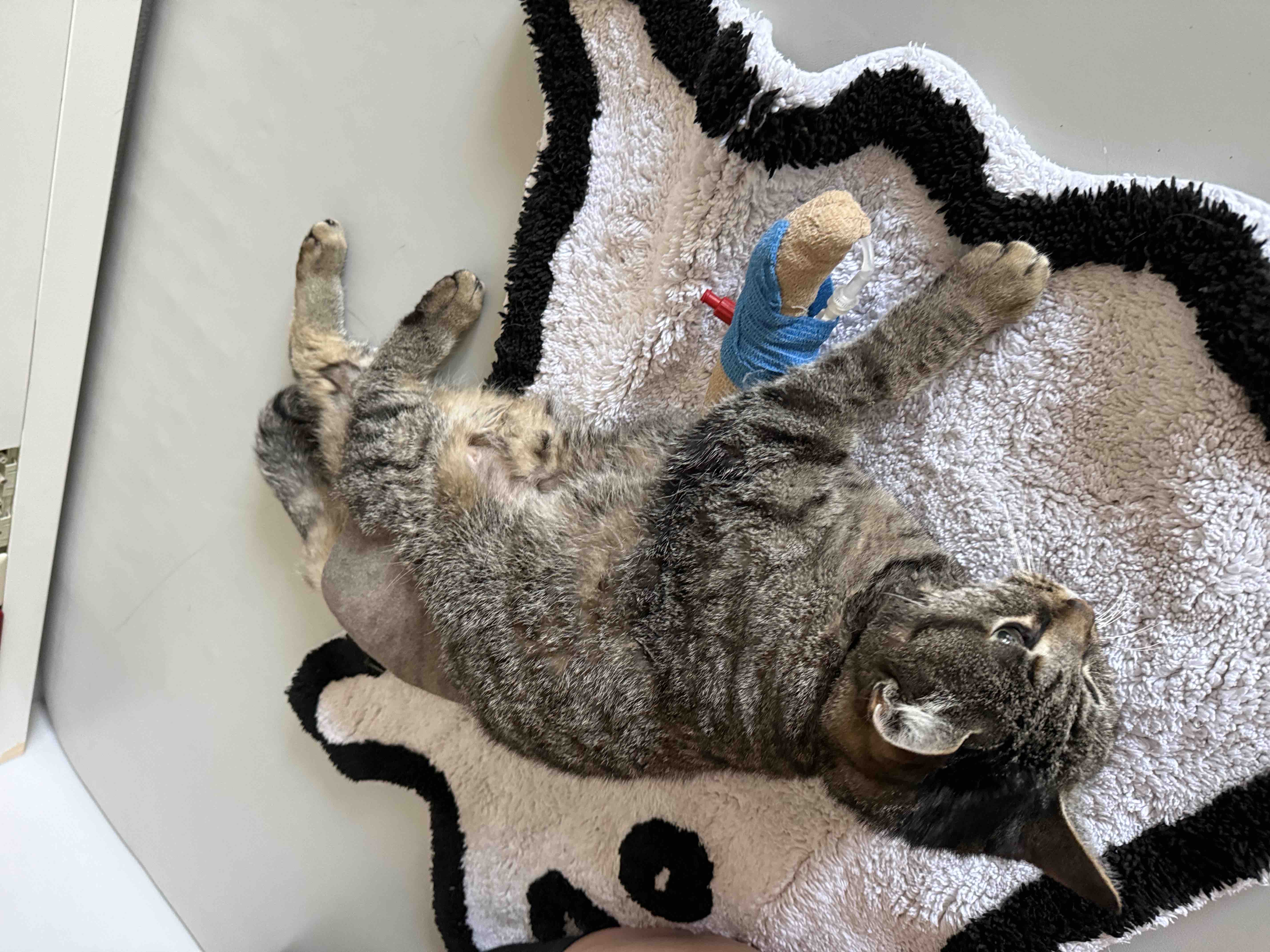 Kampagnen-Foto für Unterstützung für die kleine Lilo nach Unfall, 6 von 8