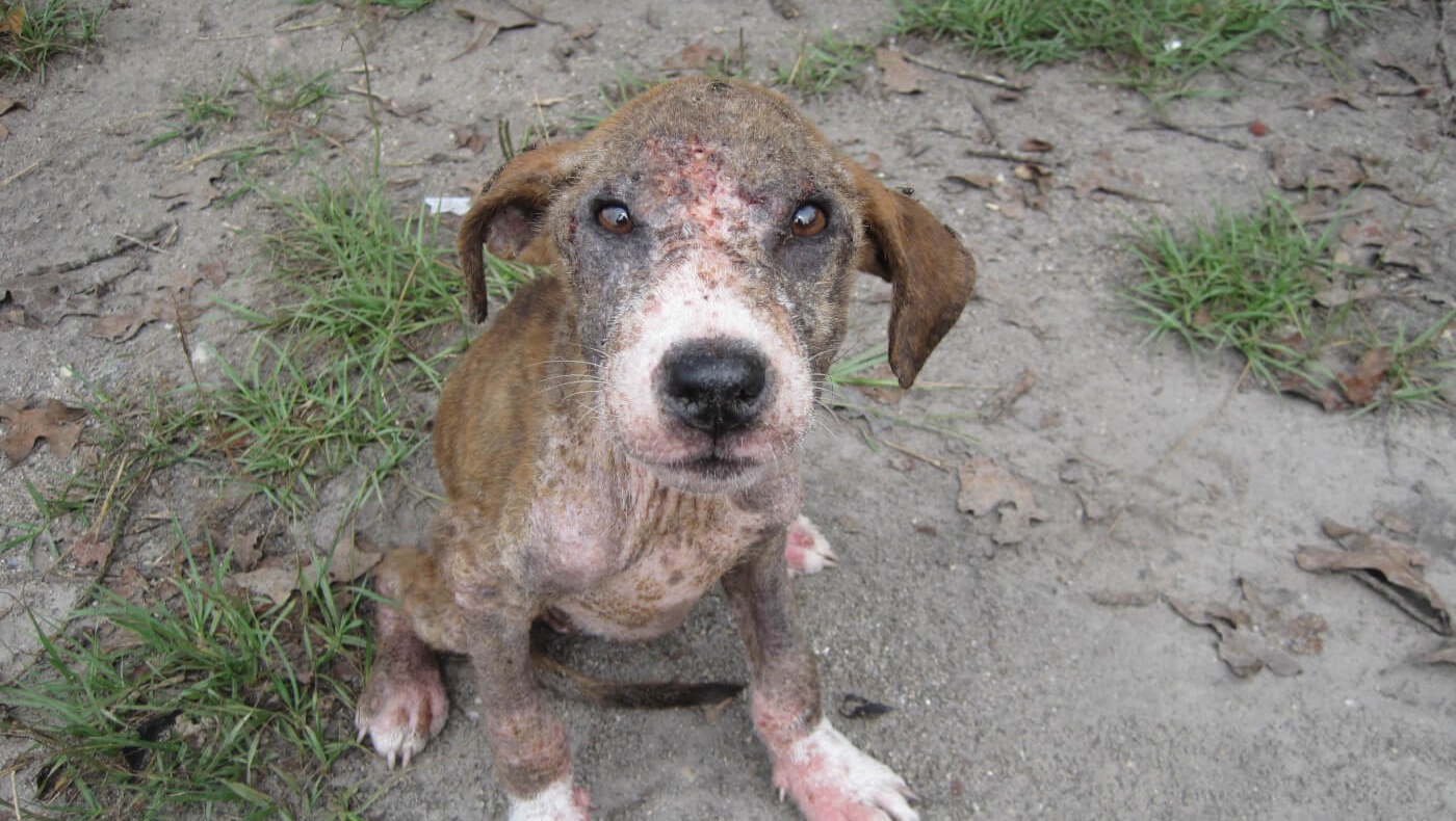 donating to water charities and food for pets and homeless photo