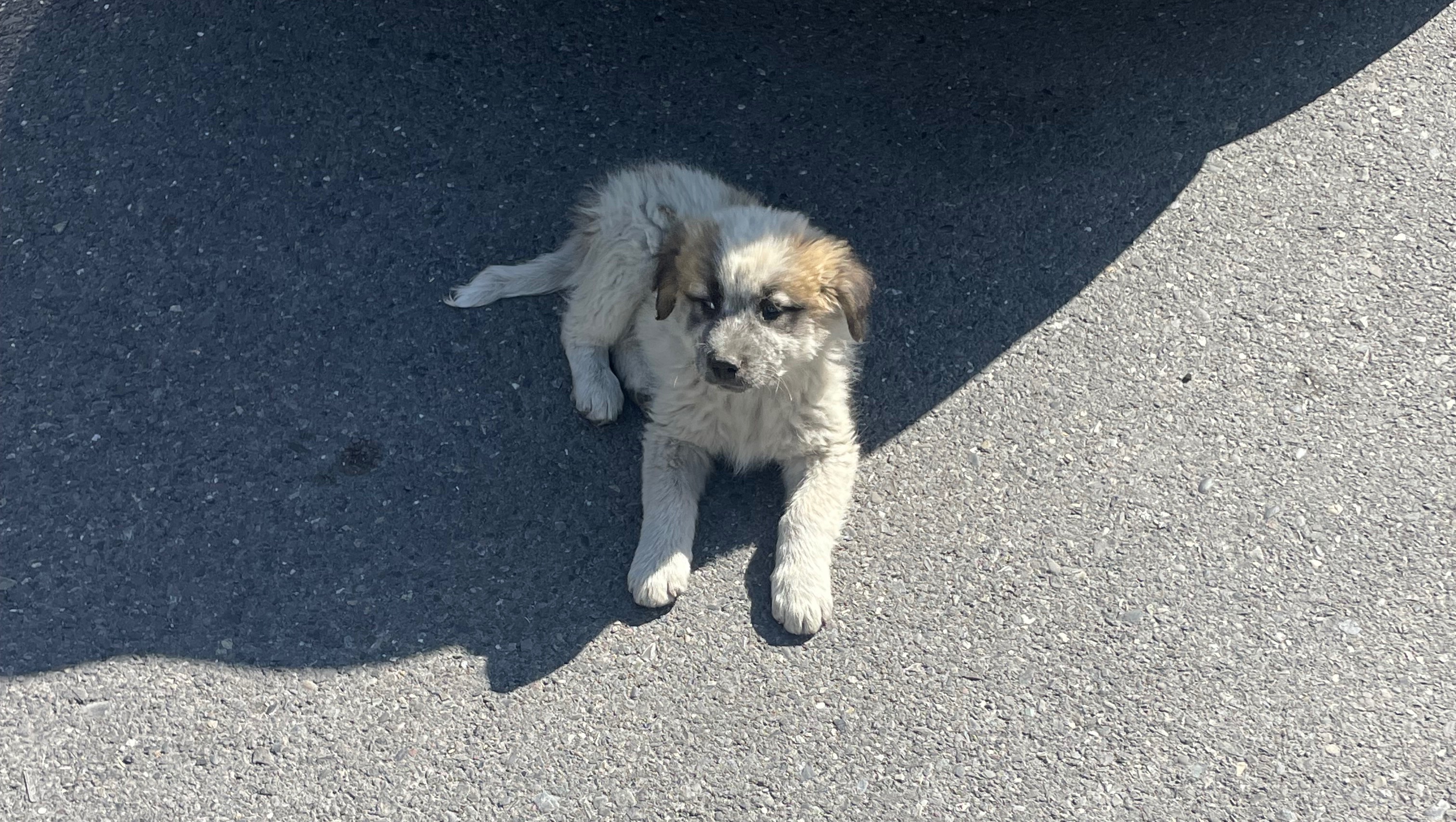 Verjaardagsactie voor zwerfdieren in Georgië photo