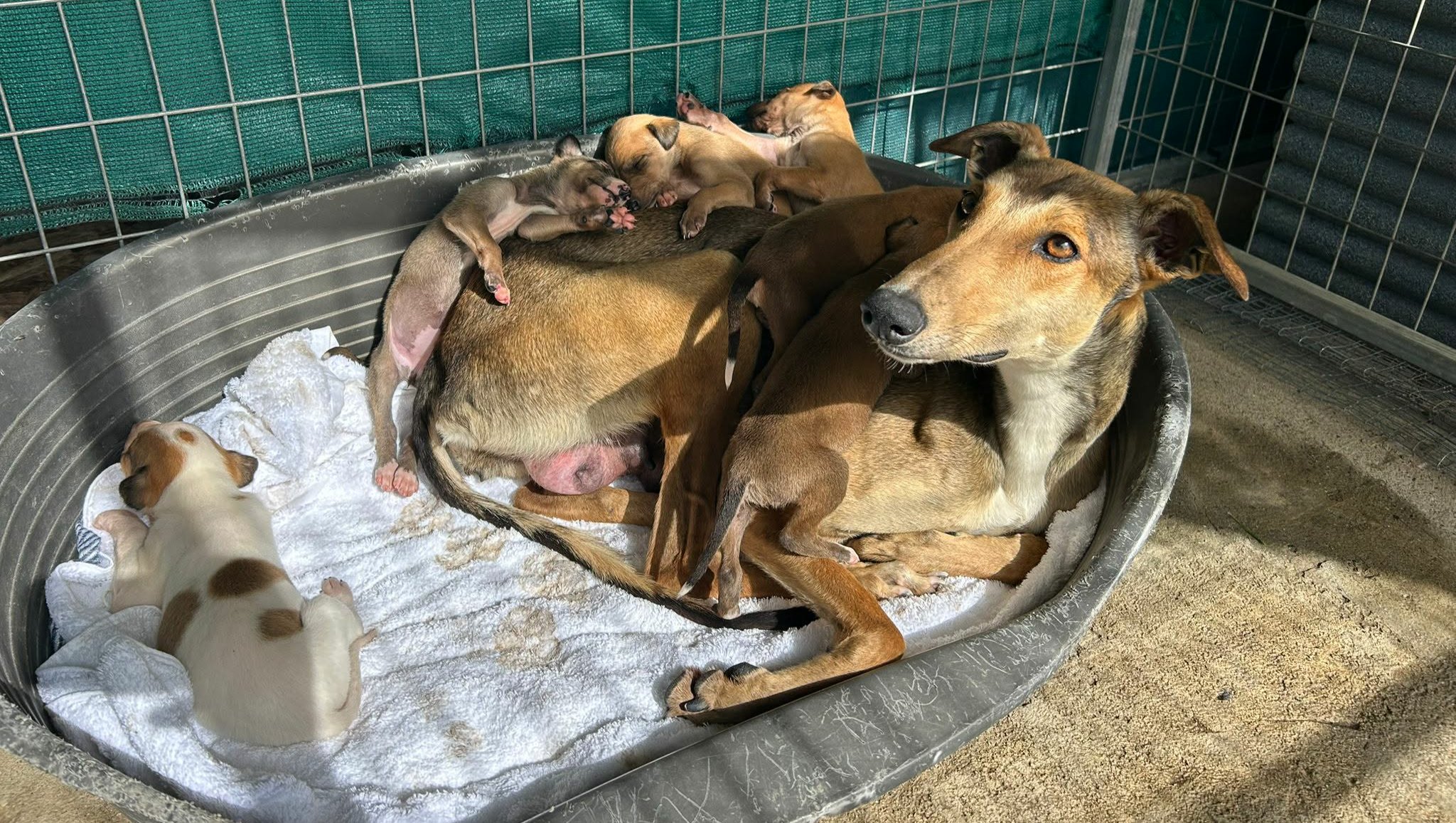 Help Feliza and Her Puppies Reach Their New Life in the UK photo