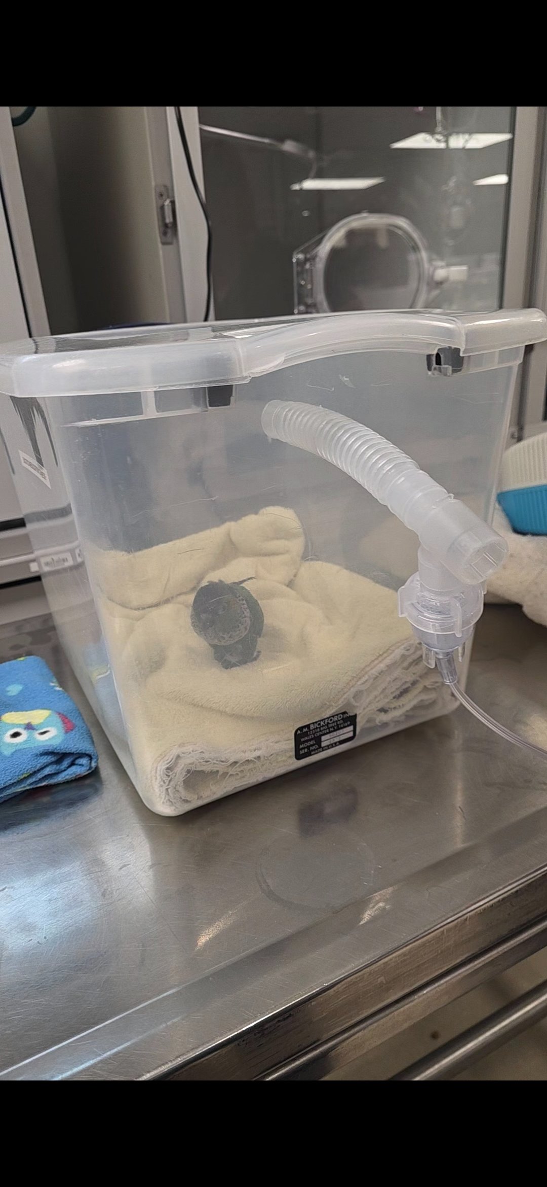 Help Ginger Recover & Rebuild After Mold Exposure campaign photo, 5 of 8