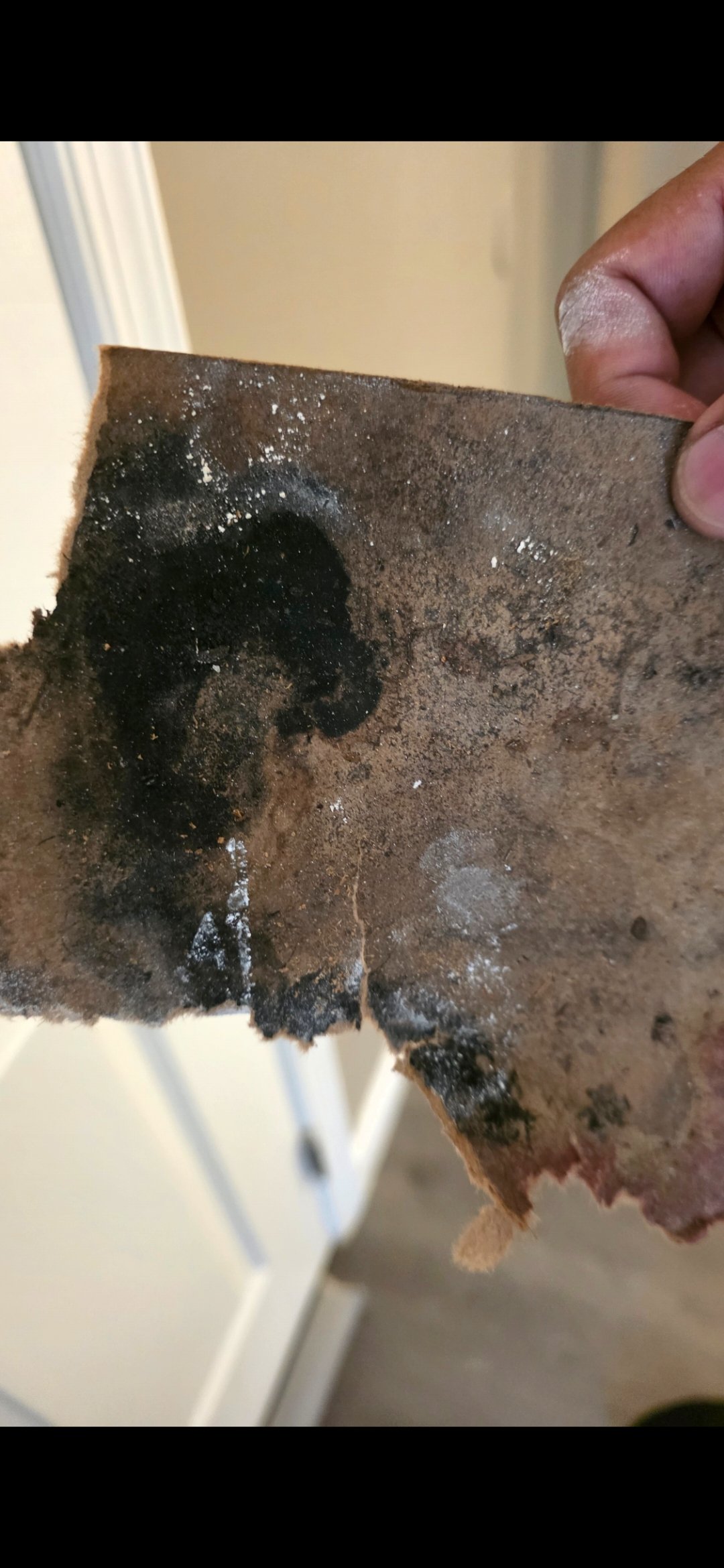 Help Ginger Recover & Rebuild After Mold Exposure campaign photo, 6 of 8