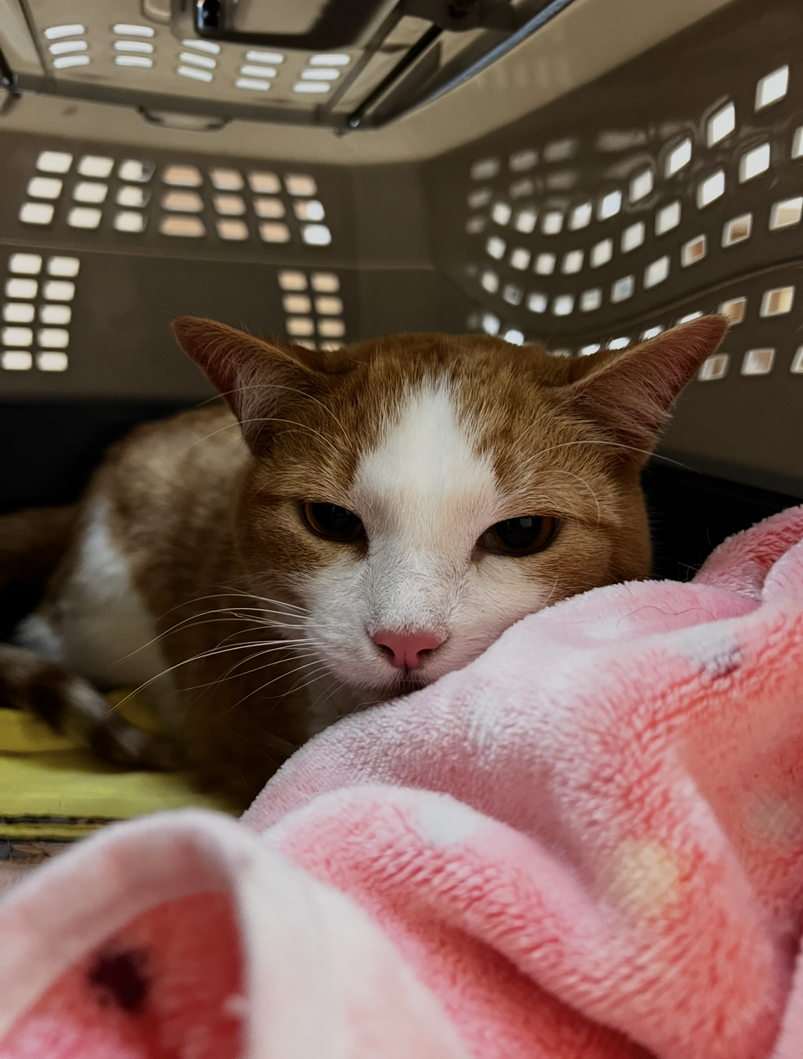 Help Toulouse Recover from Emergency Surgery campaign photo, 7 of 7