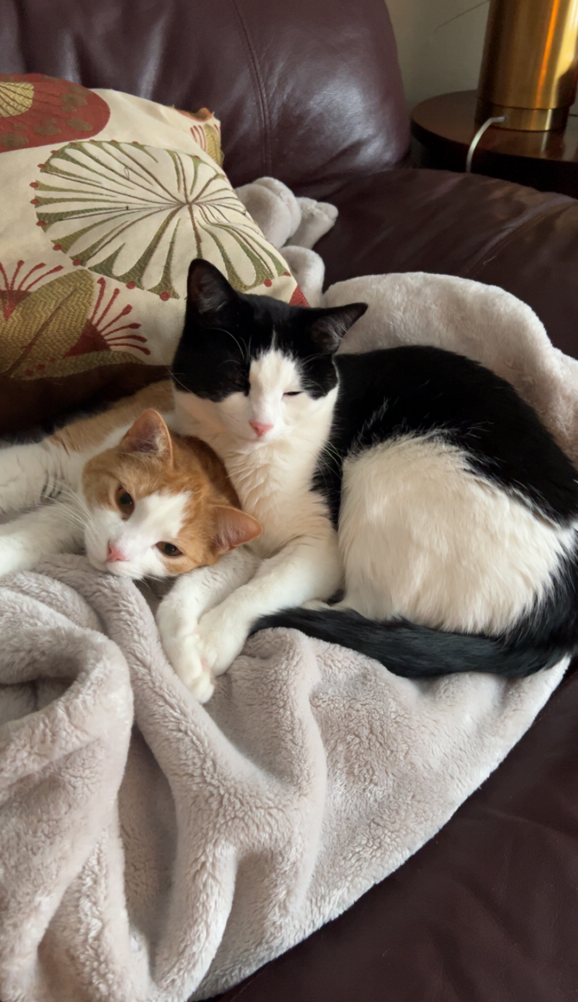 Help Toulouse Recover from Emergency Surgery campaign photo, 2 of 7