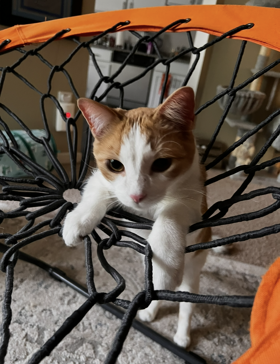 Help Toulouse Recover from Emergency Surgery campaign photo, 5 of 7