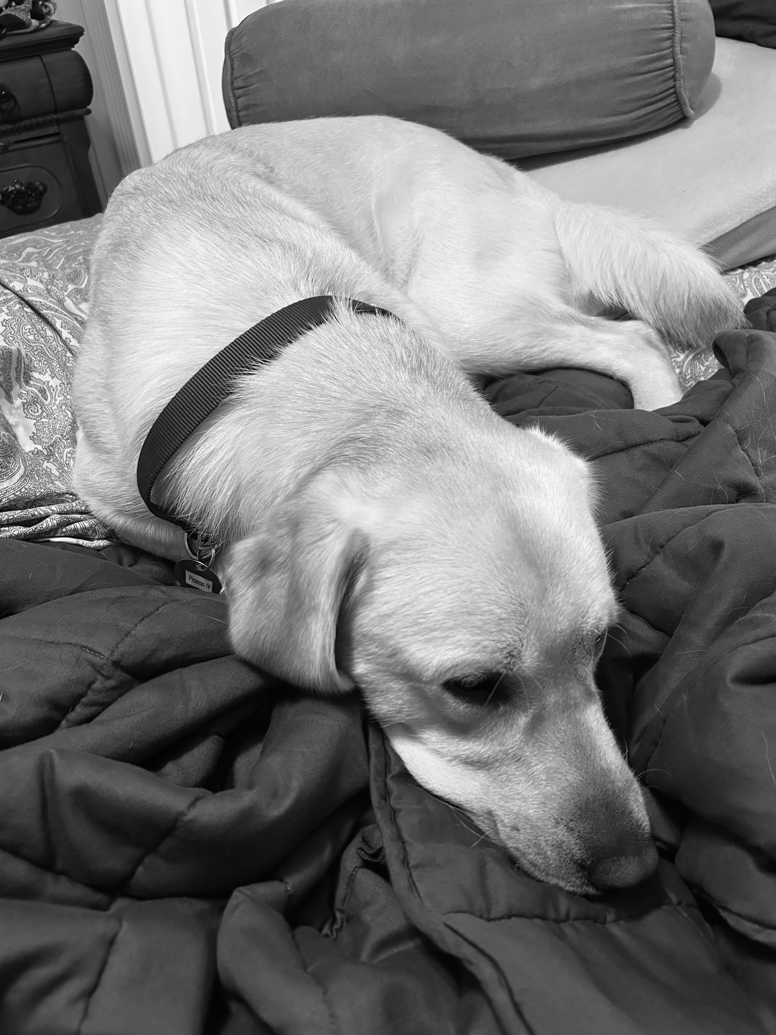 Help Picasso Become a Therapy Dog campaign photo, 2 of 8