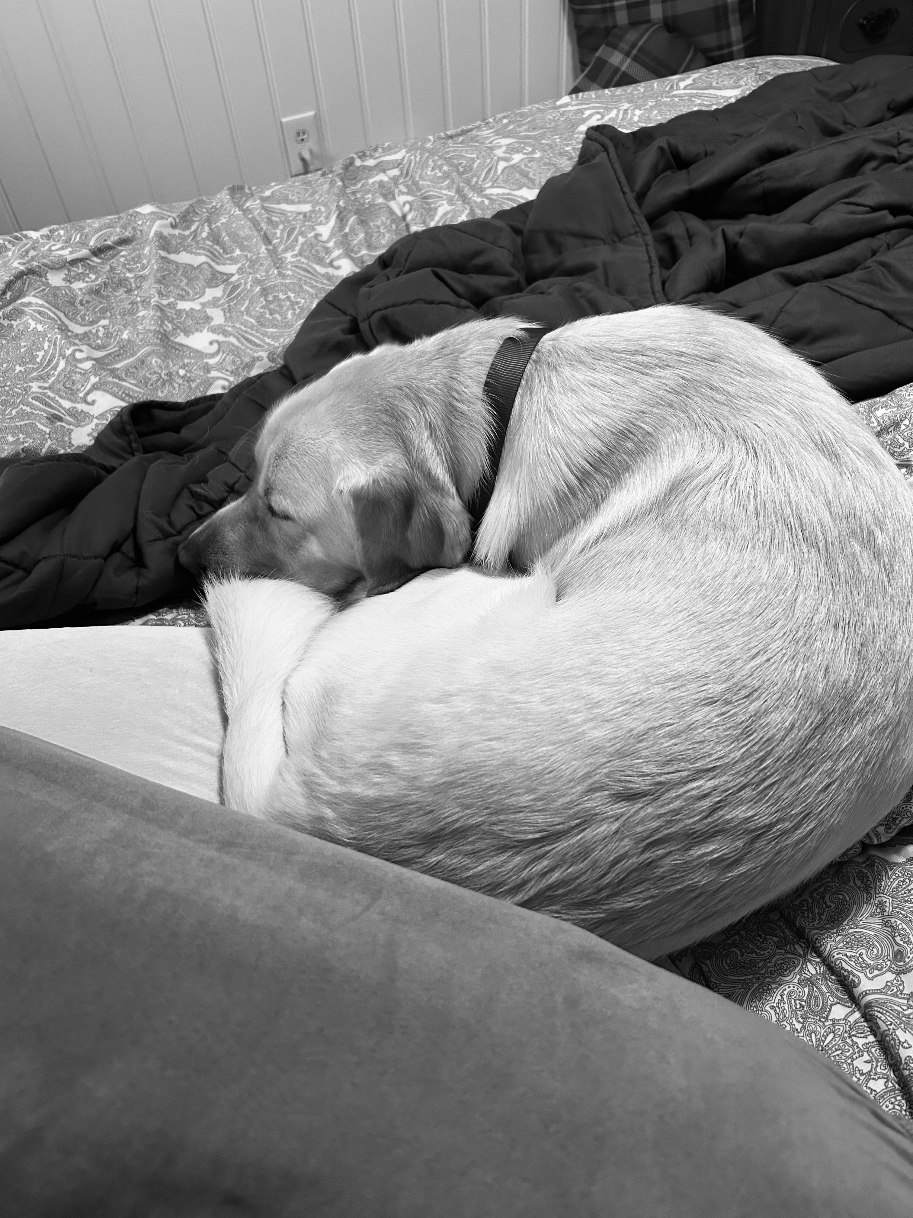 Help Picasso Become a Therapy Dog campaign photo, 7 of 8