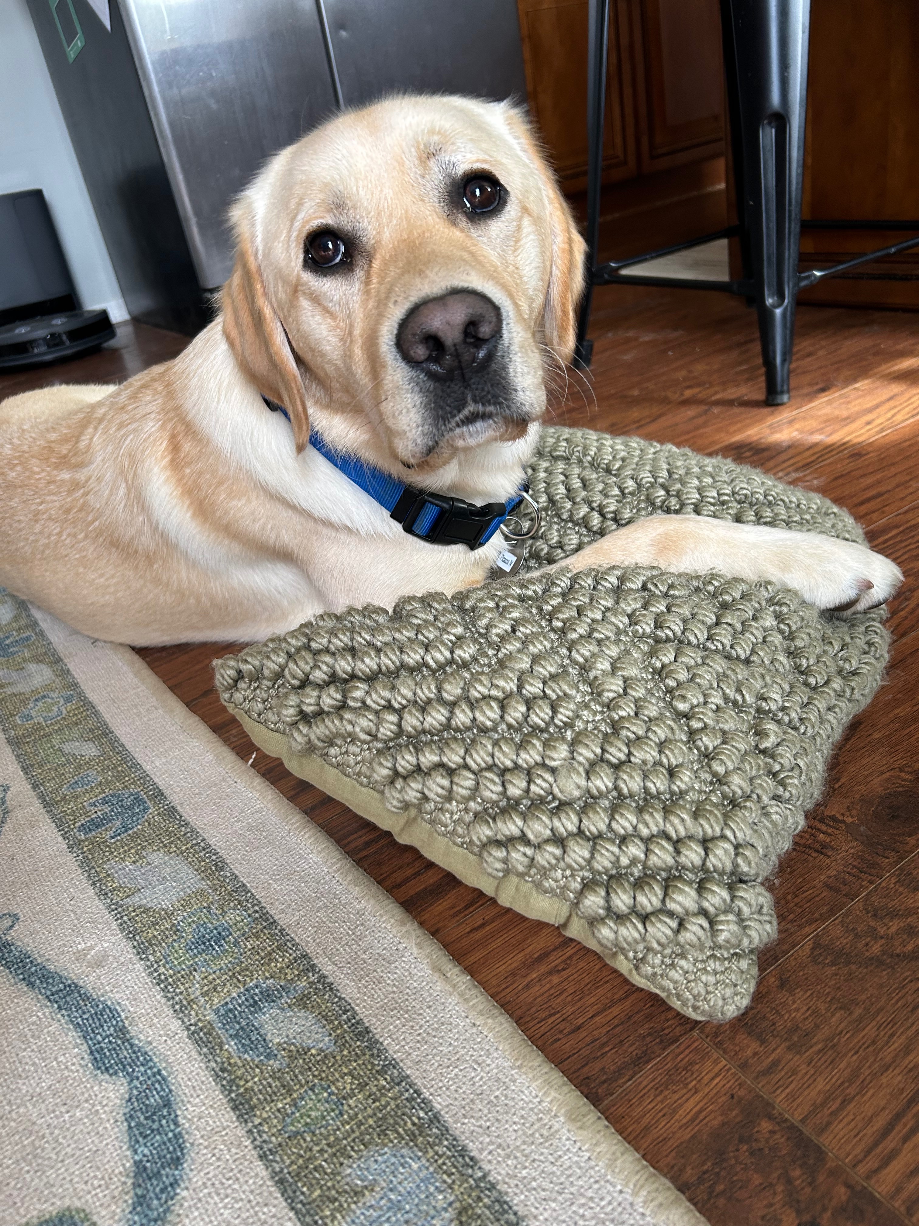 Help Picasso Become a Therapy Dog campaign photo, 5 of 8