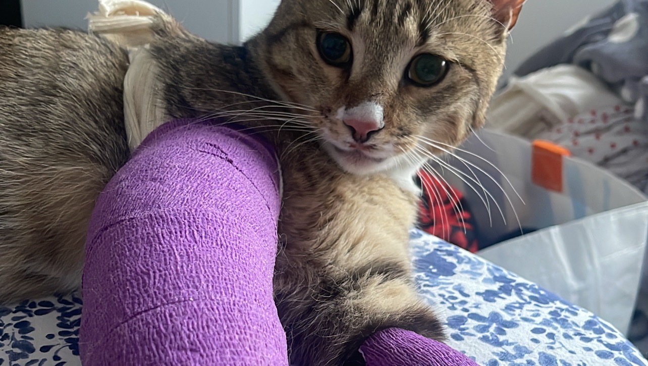 Le plus courageux des chats photo