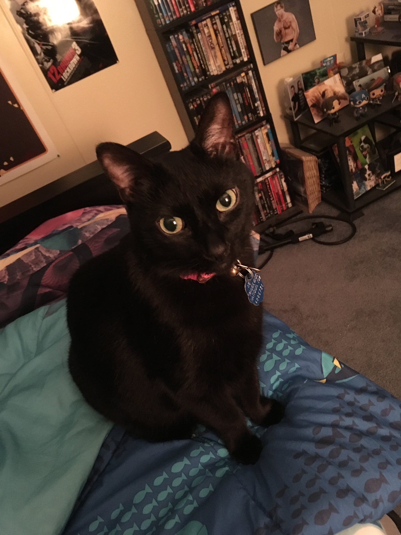 Helping Kendi Cremate Her Beloved Kitty Athena campaign photo, 4 of 5