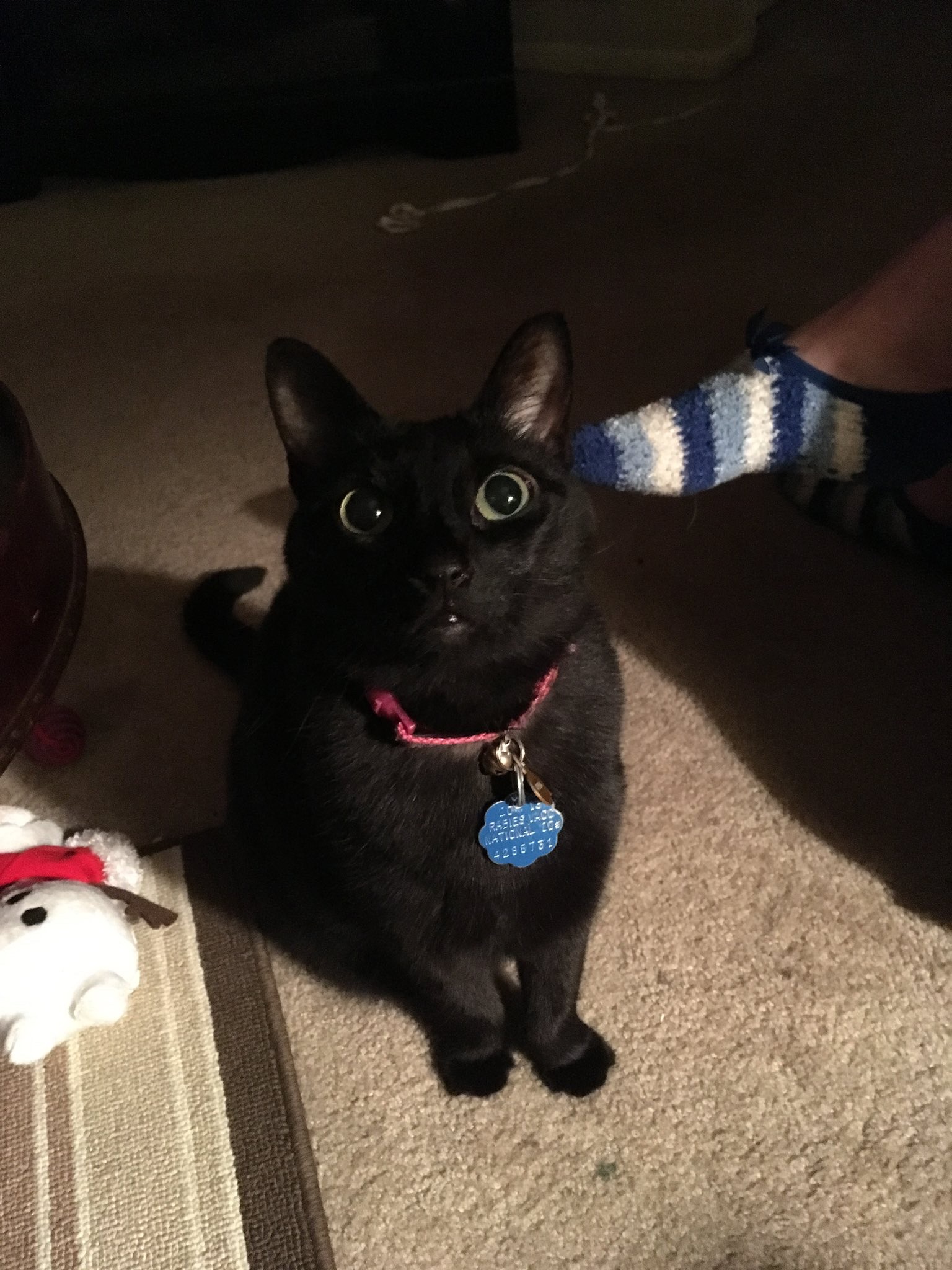 Helping Kendi Cremate Her Beloved Kitty Athena campaign photo, 2 of 5