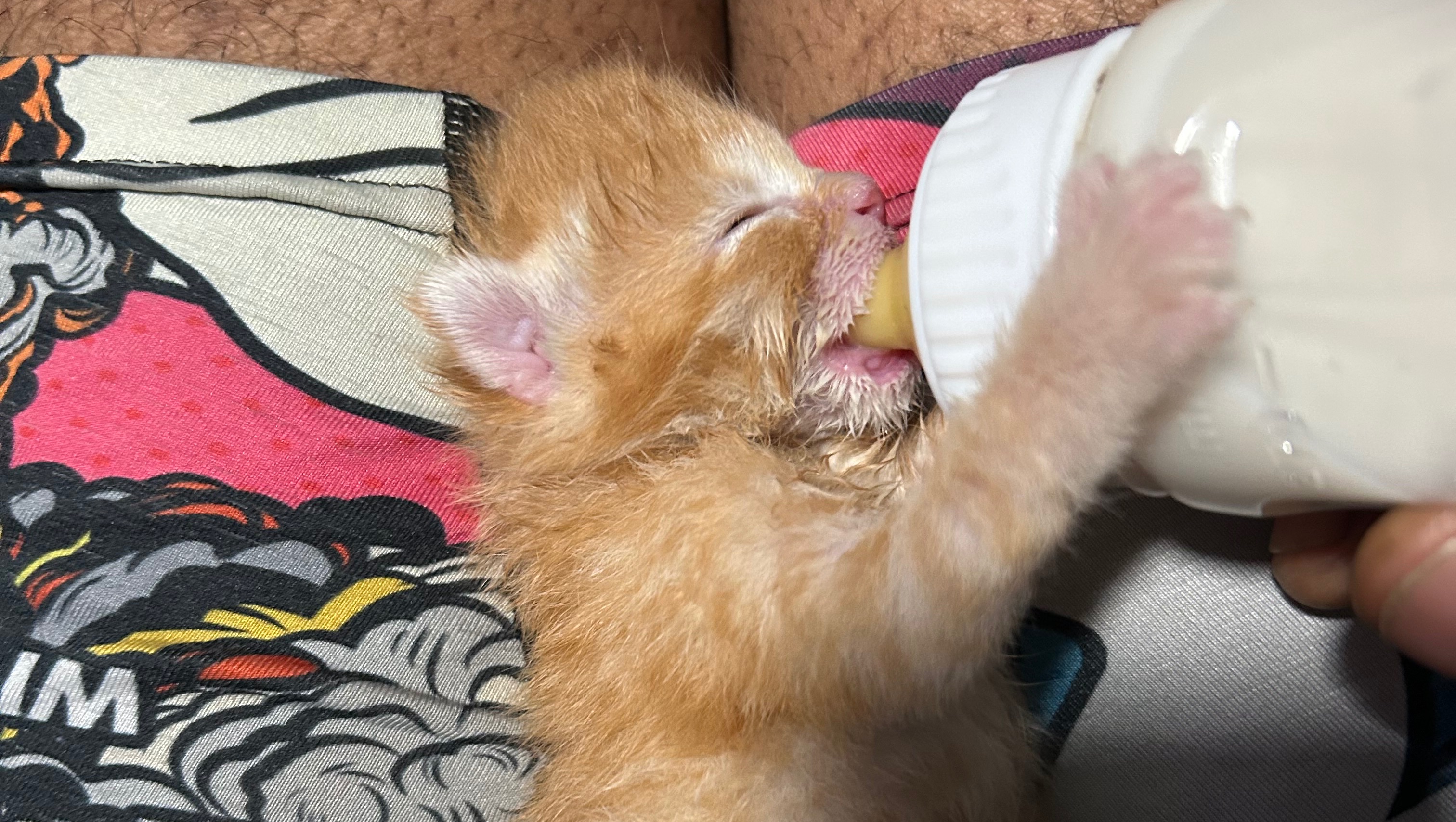 Help Simba the Kitten Grow Strong photo