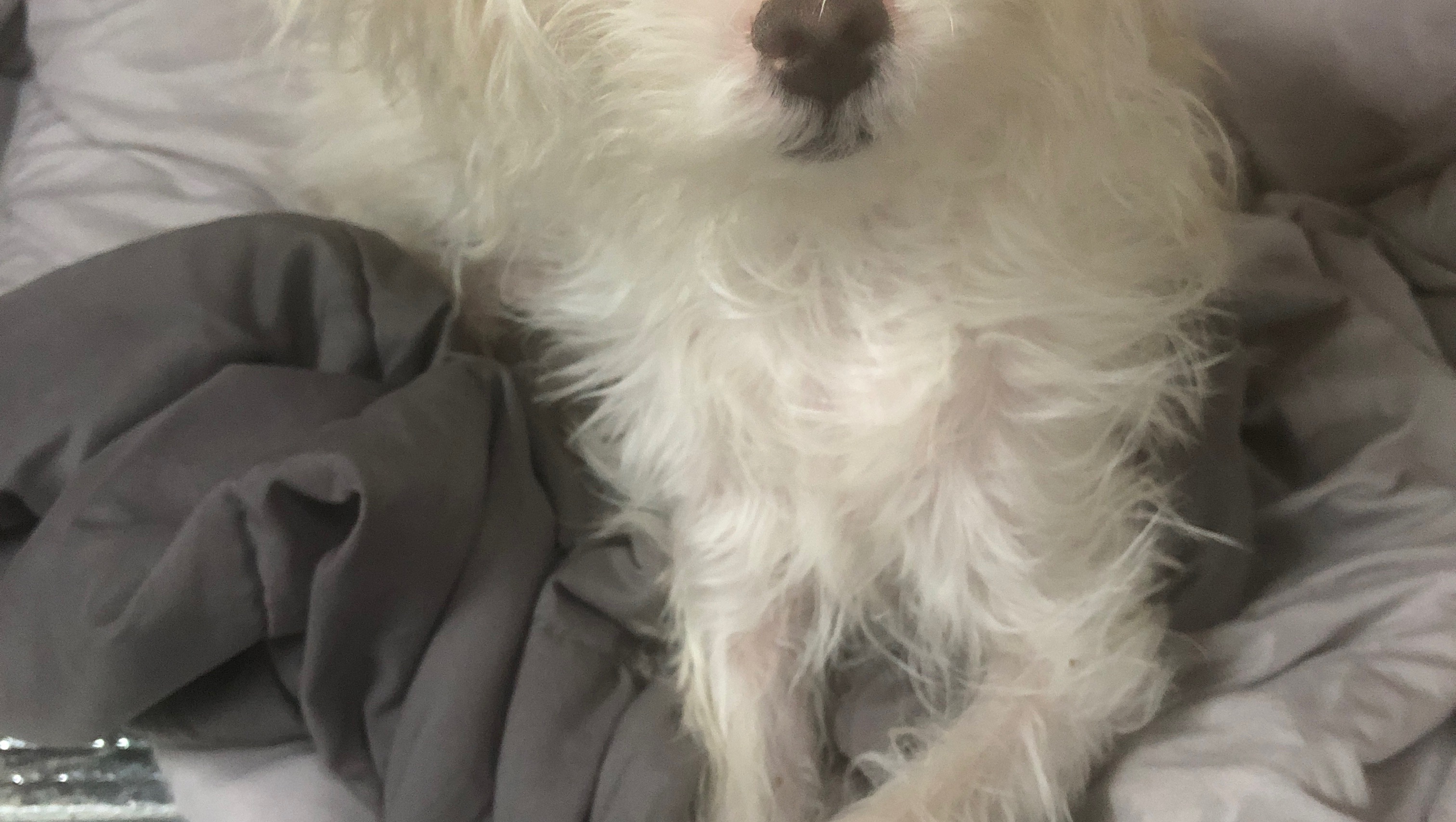 Support Katrina and Maxxie’s Safe Haven photo