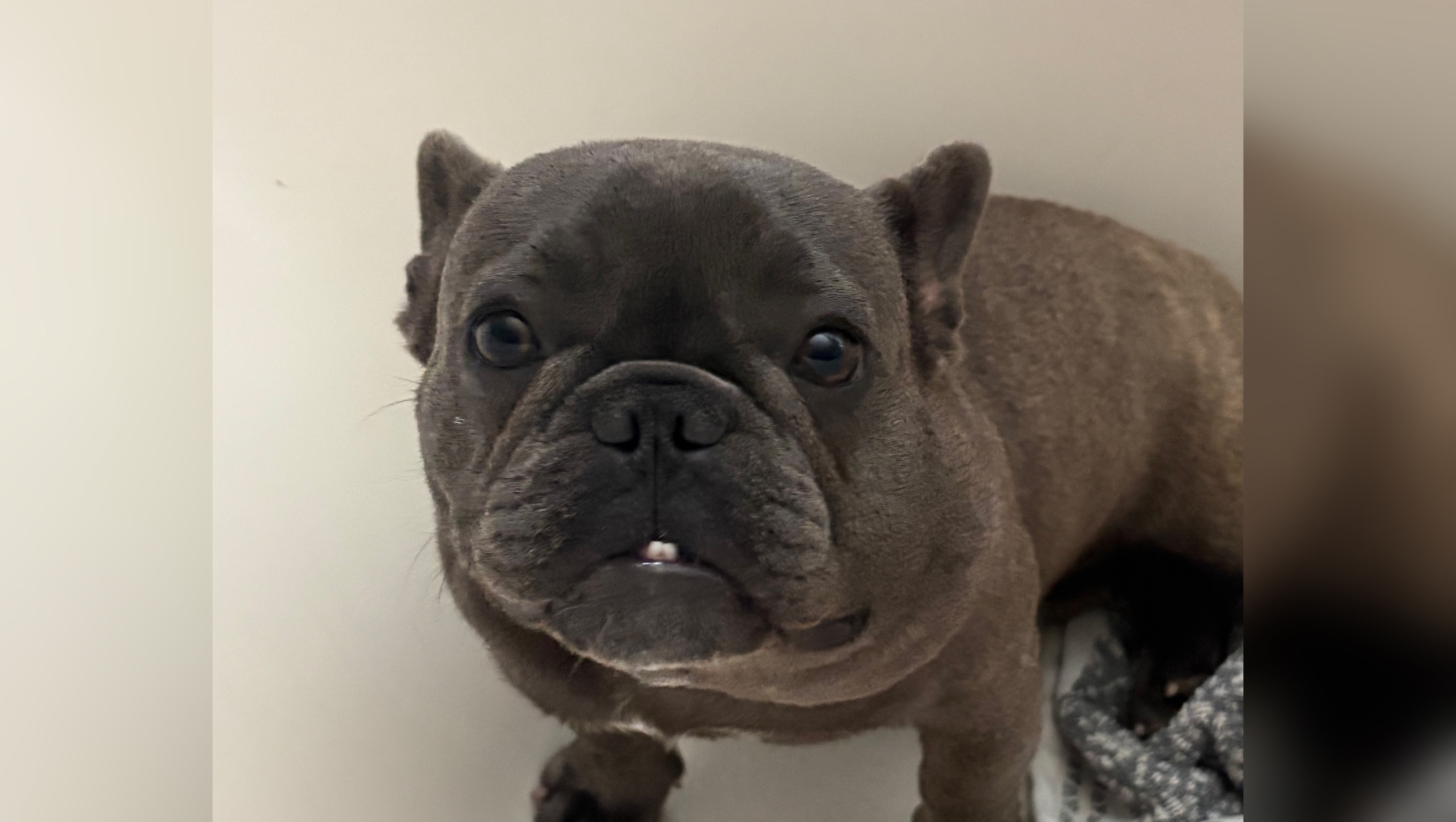 Help GiGi Get Surgery & Heal photo
