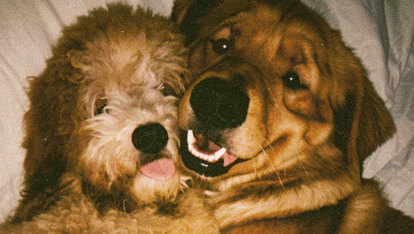 Help Keep My Dogs Healthy and Happy photo