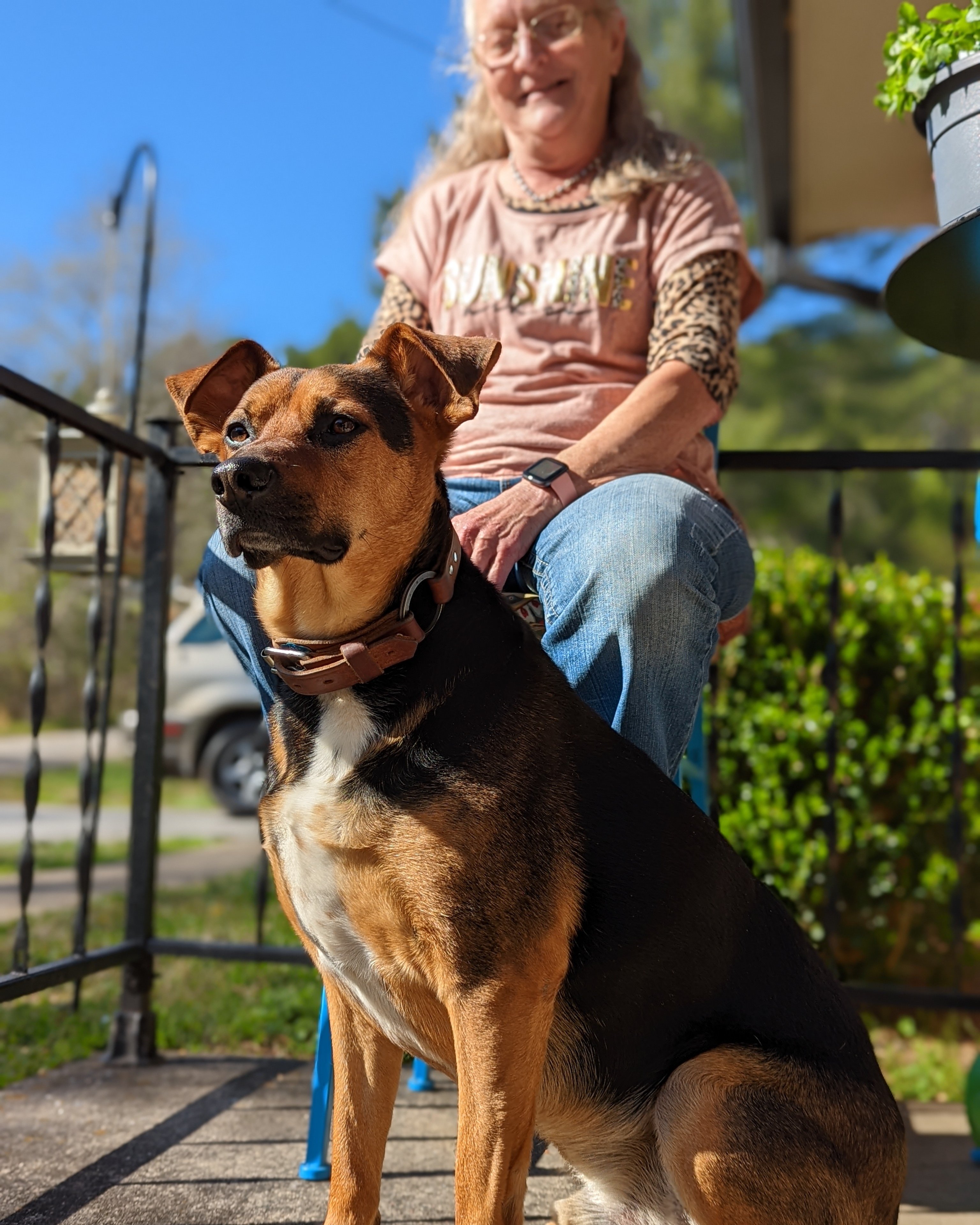 Help Make Sweet Dog's Last Days Peaceful campaign photo, 2 of 4
