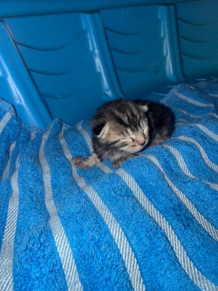 Help Save a Rescued Newborn Kitten campaign photo, 5 of 6