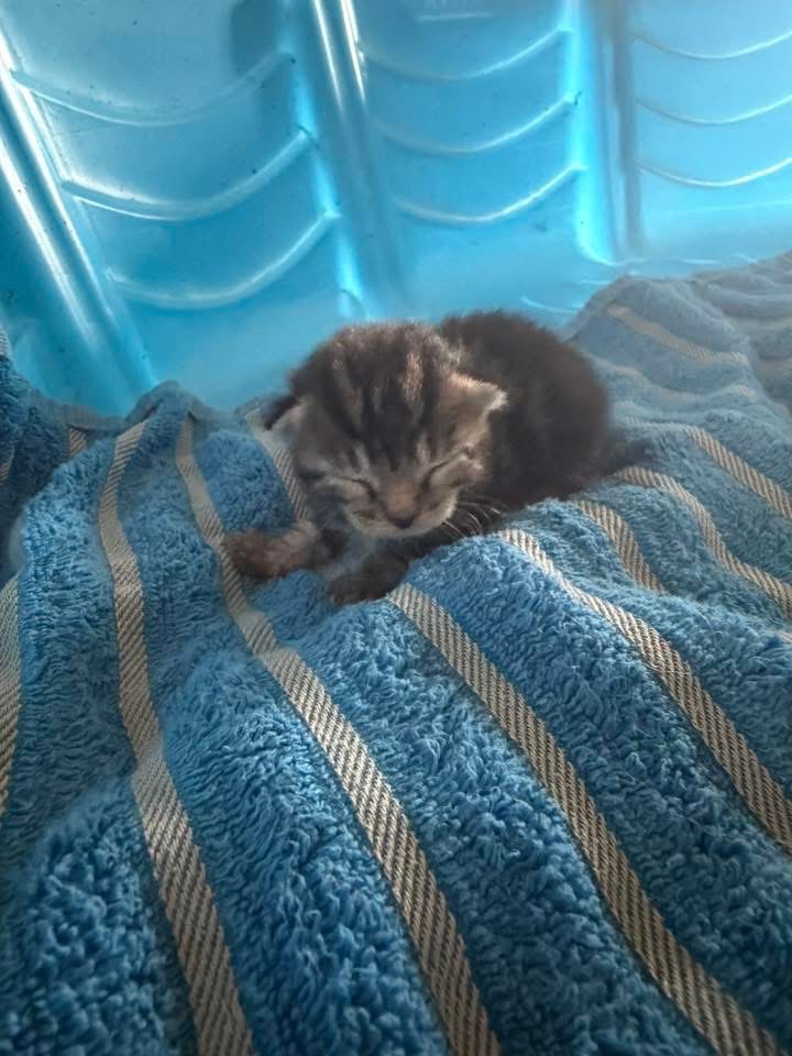 Help Save a Rescued Newborn Kitten campaign photo, 2 of 6