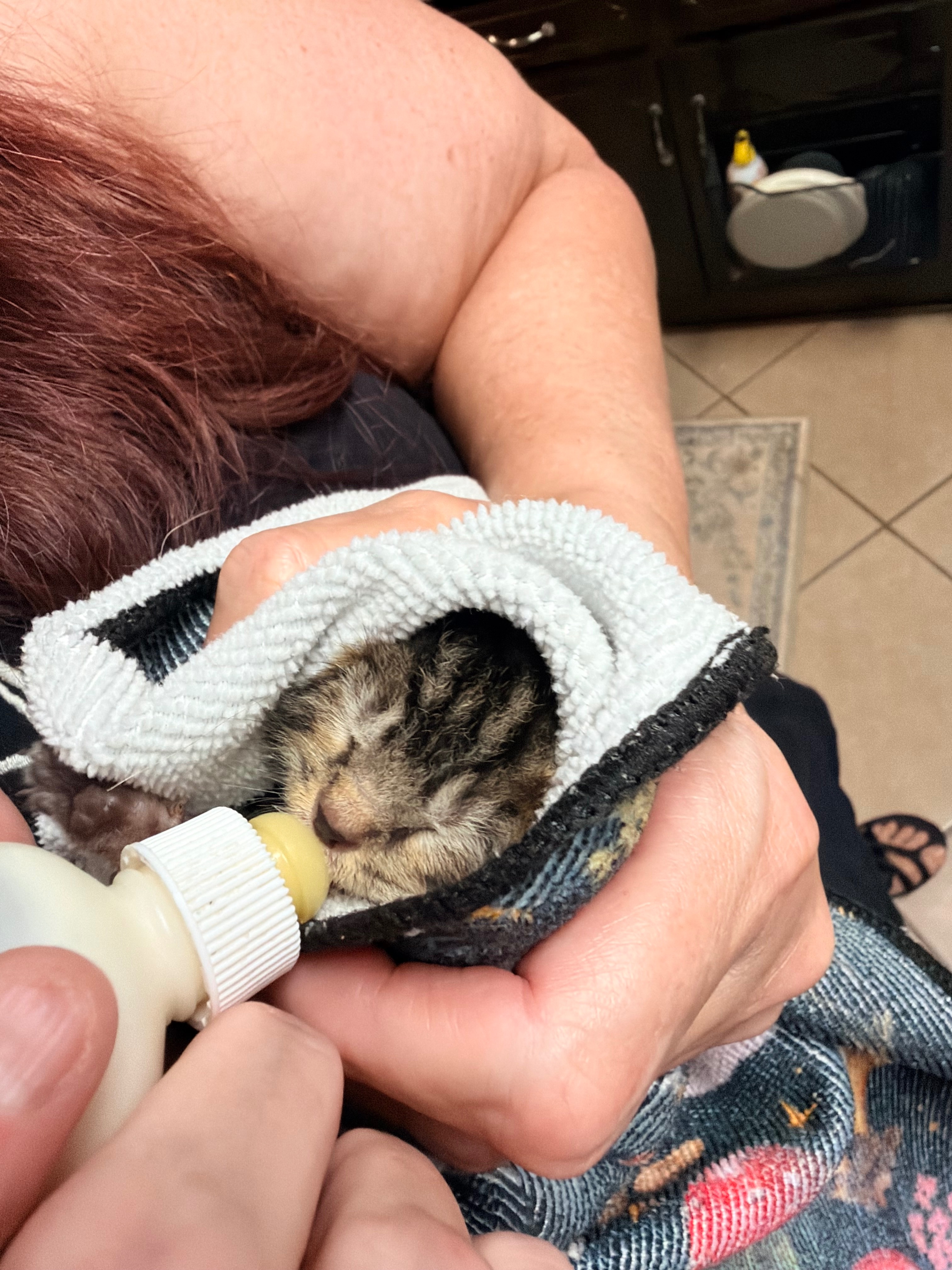 Help Save a Rescued Newborn Kitten campaign photo, 4 of 6