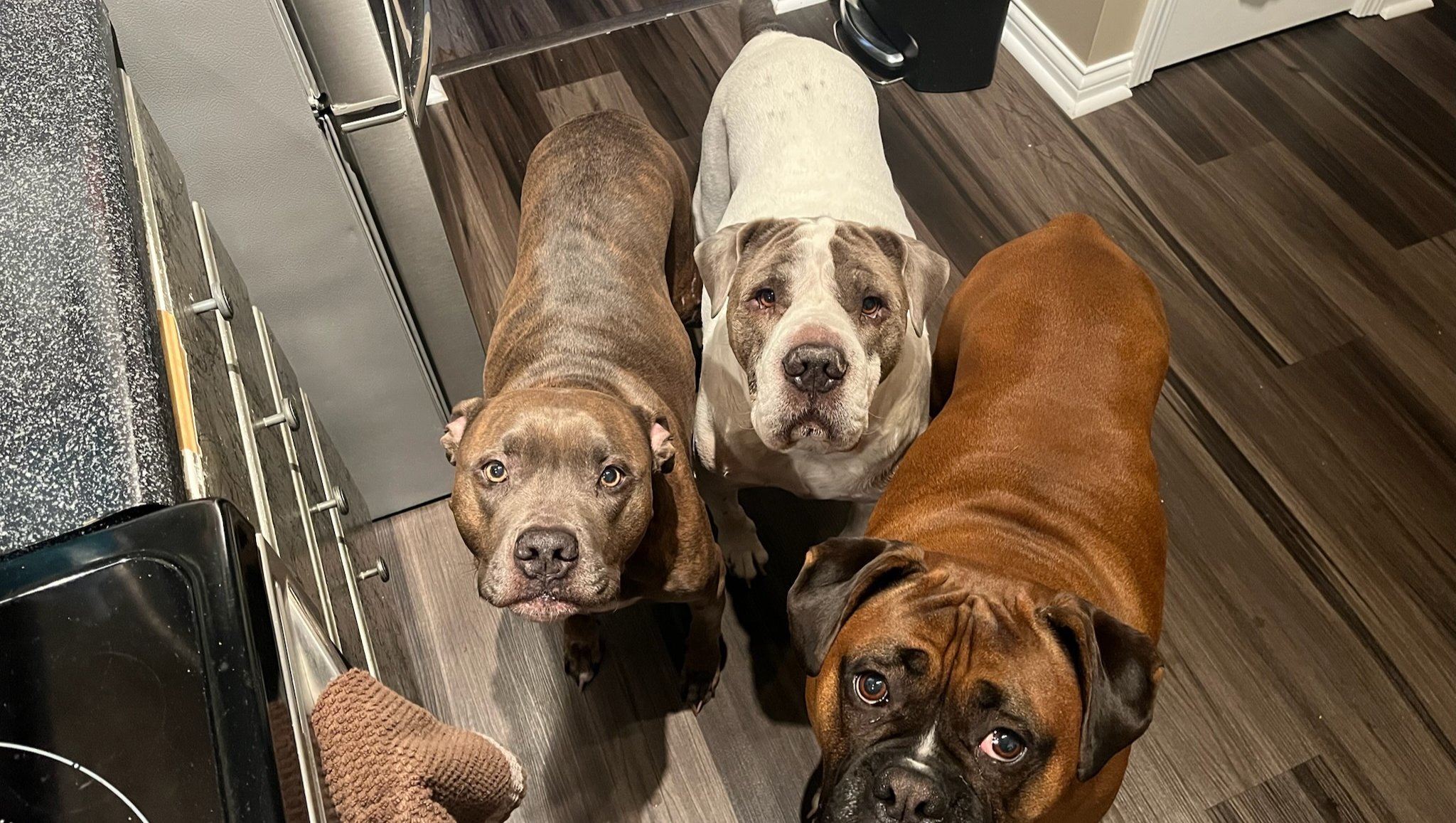 Care for Dexter’s Lymphoma Battle photo