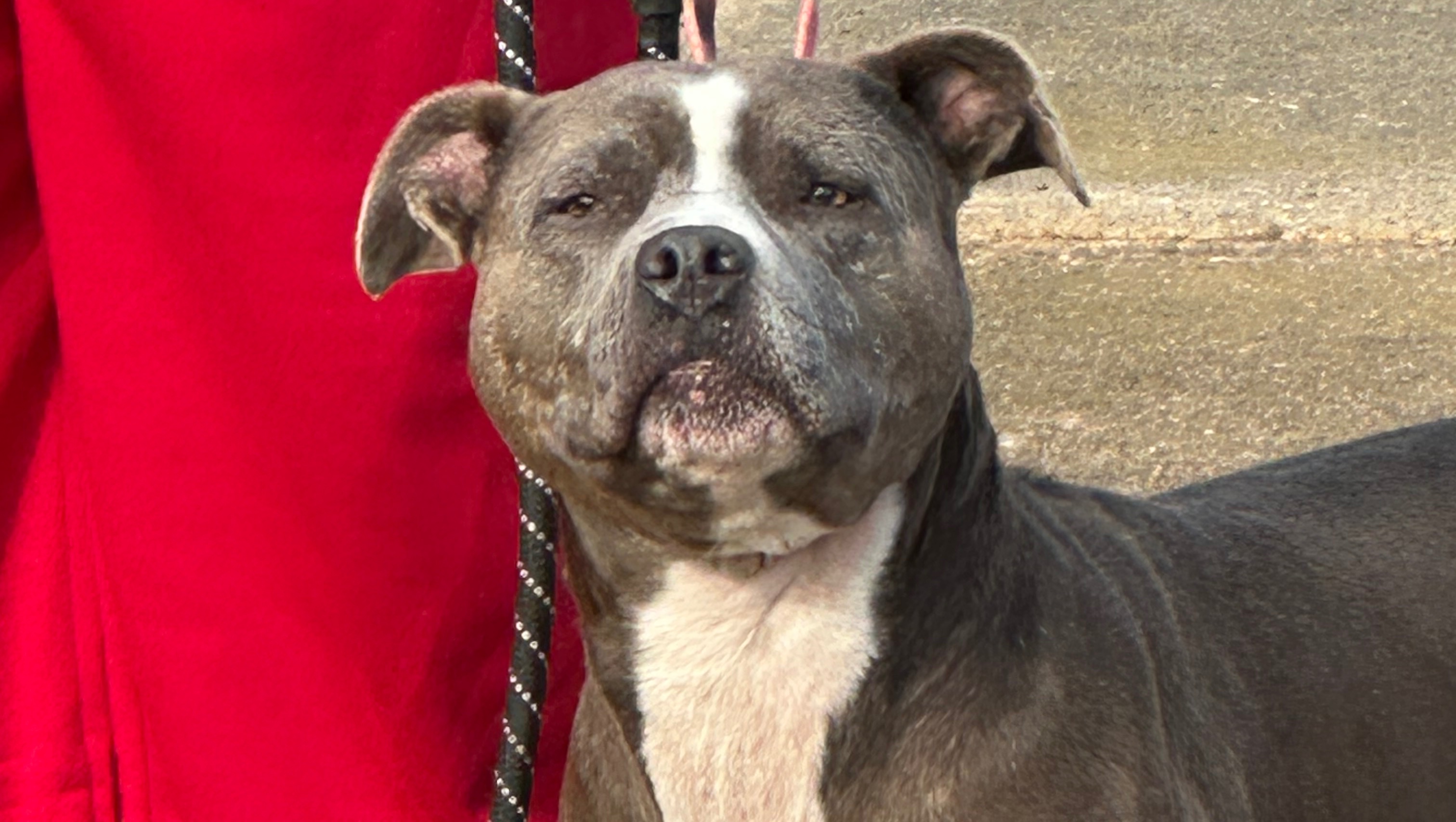 Help Save Maria, My Childhood Dog photo