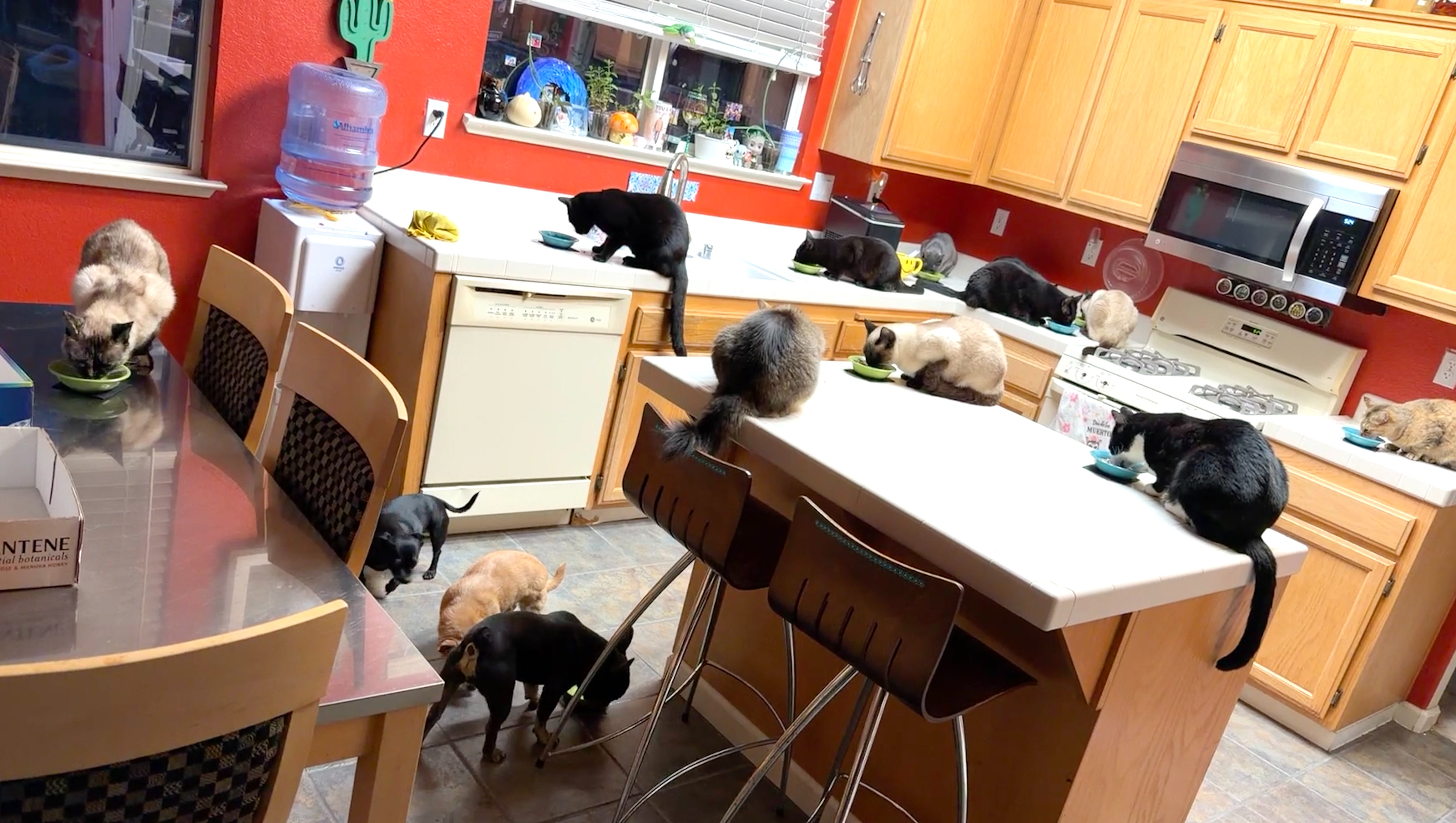 Help Lydia, me & our fur babies photo