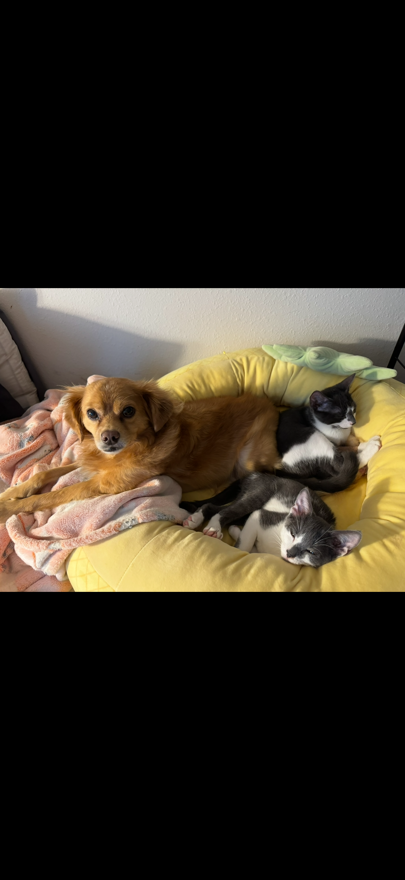 Help Leon Recover After Emergency Surgery campaign photo, 6 of 8
