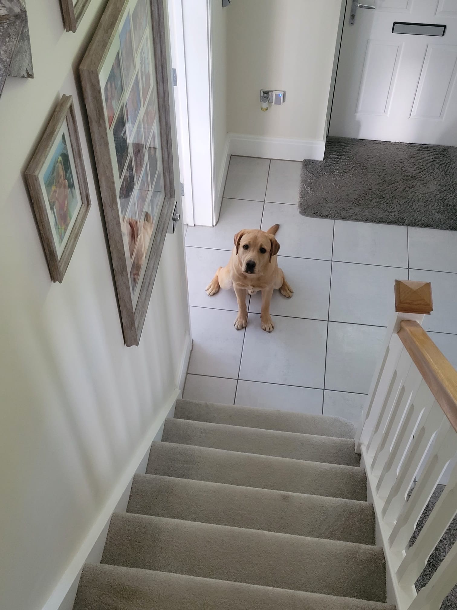Help Sully after a tragic accident leaving him with 3 legs. campaign photo, 2 of 8