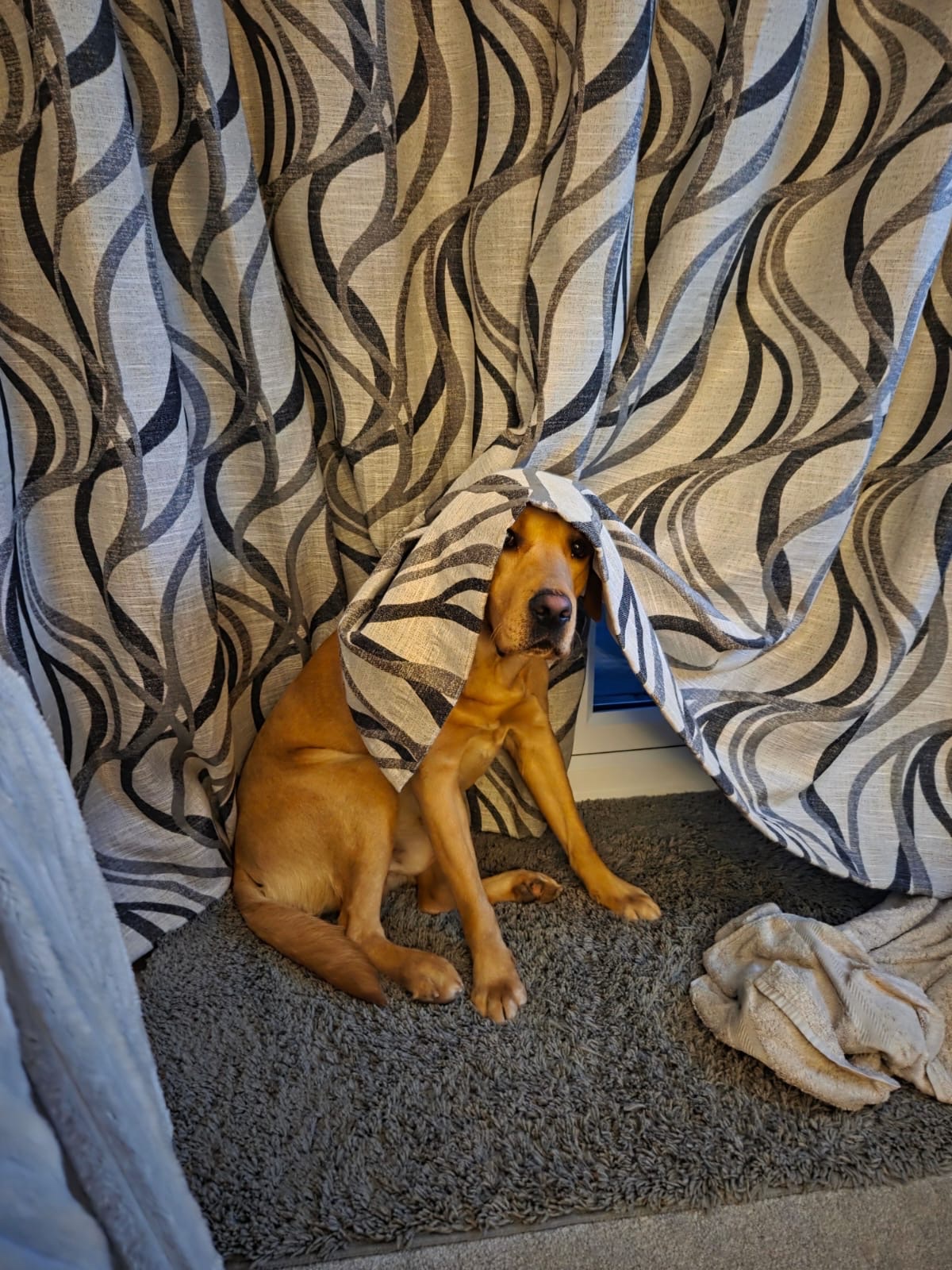 Help Sully after a tragic accident leaving him with 3 legs. campaign photo, 4 of 8